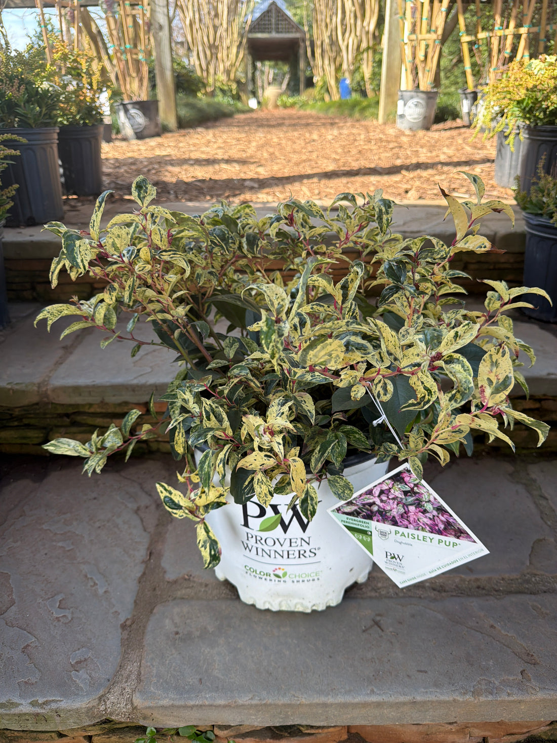Paisley Pup Leucothoe