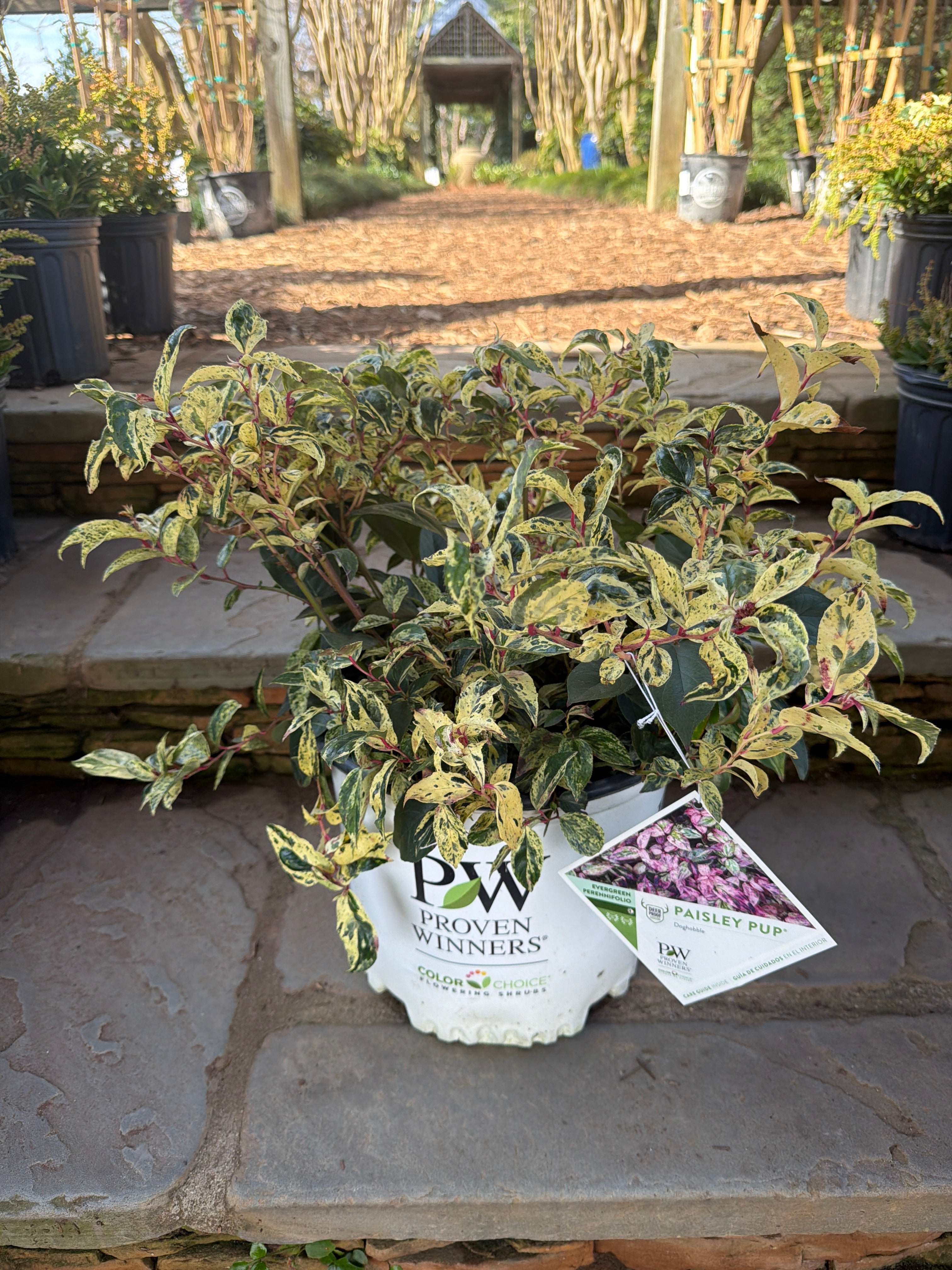 Paisley Pup Leucothoe