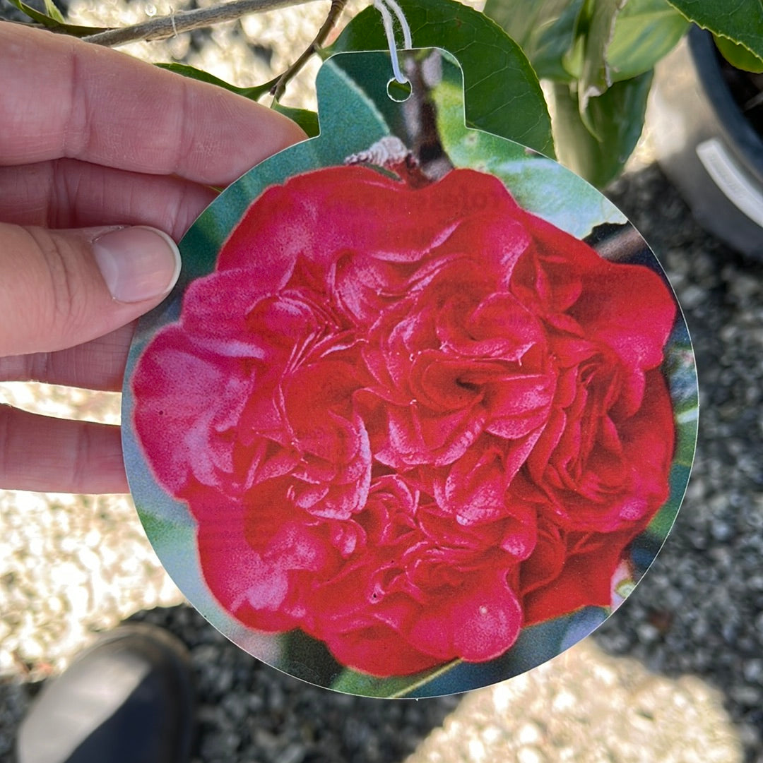 Professor Sargent Camellia