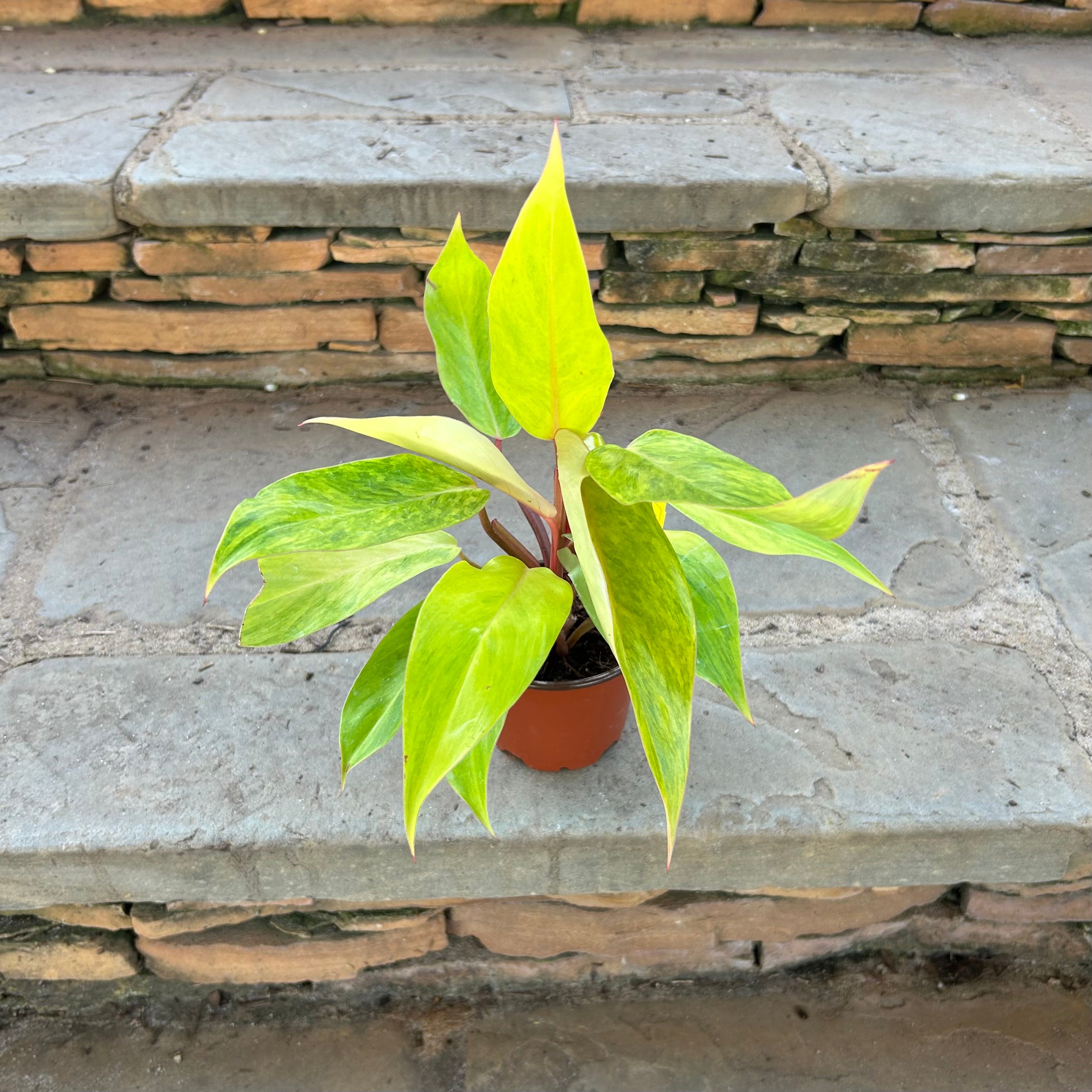 Painted Lady Philodendron