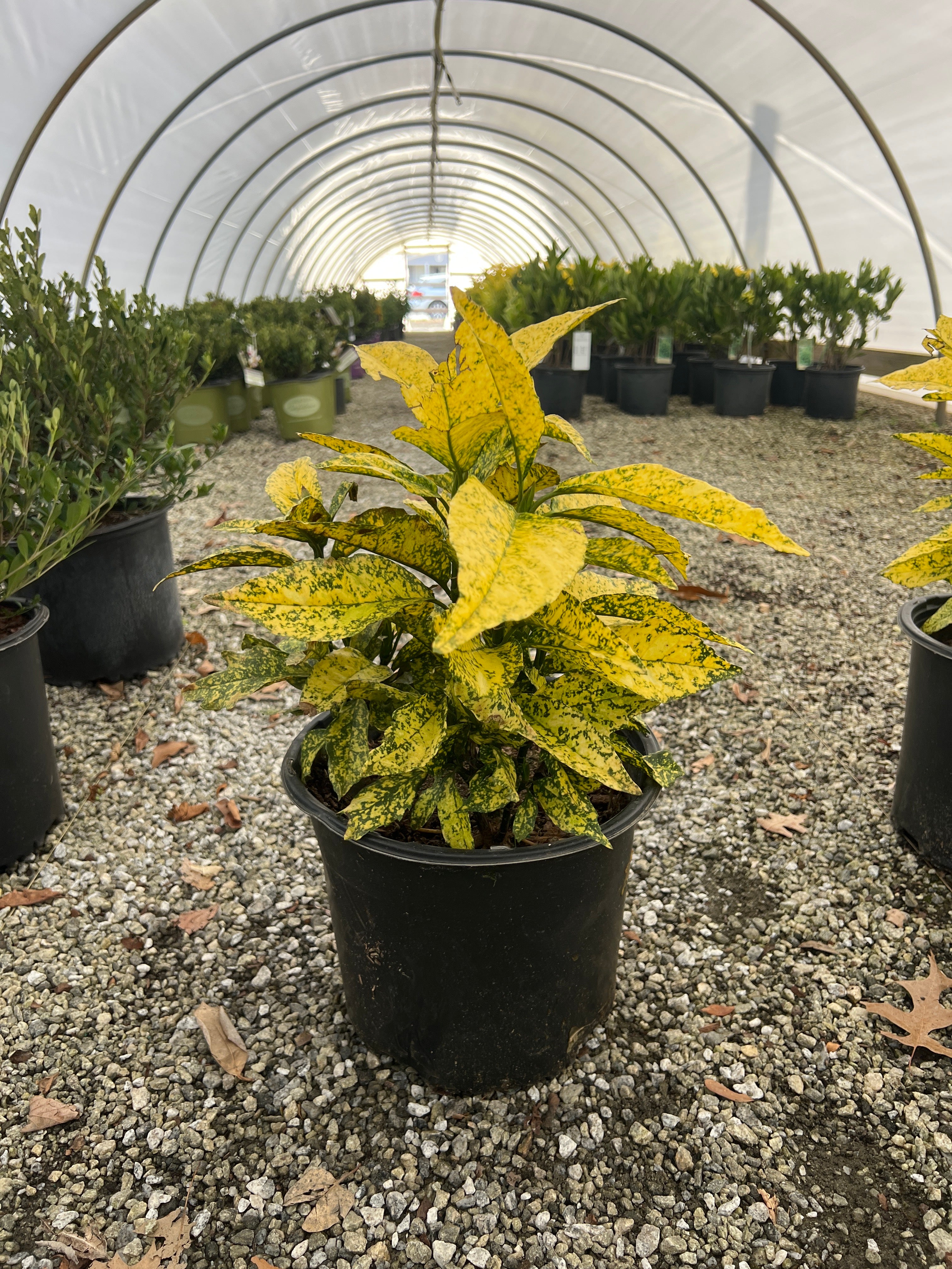 Golden King Aucuba