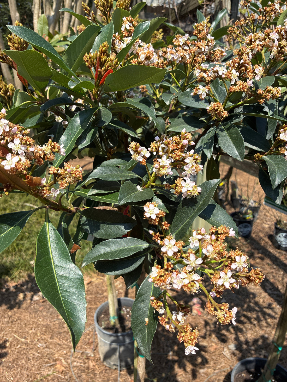 Coppertone Loquat