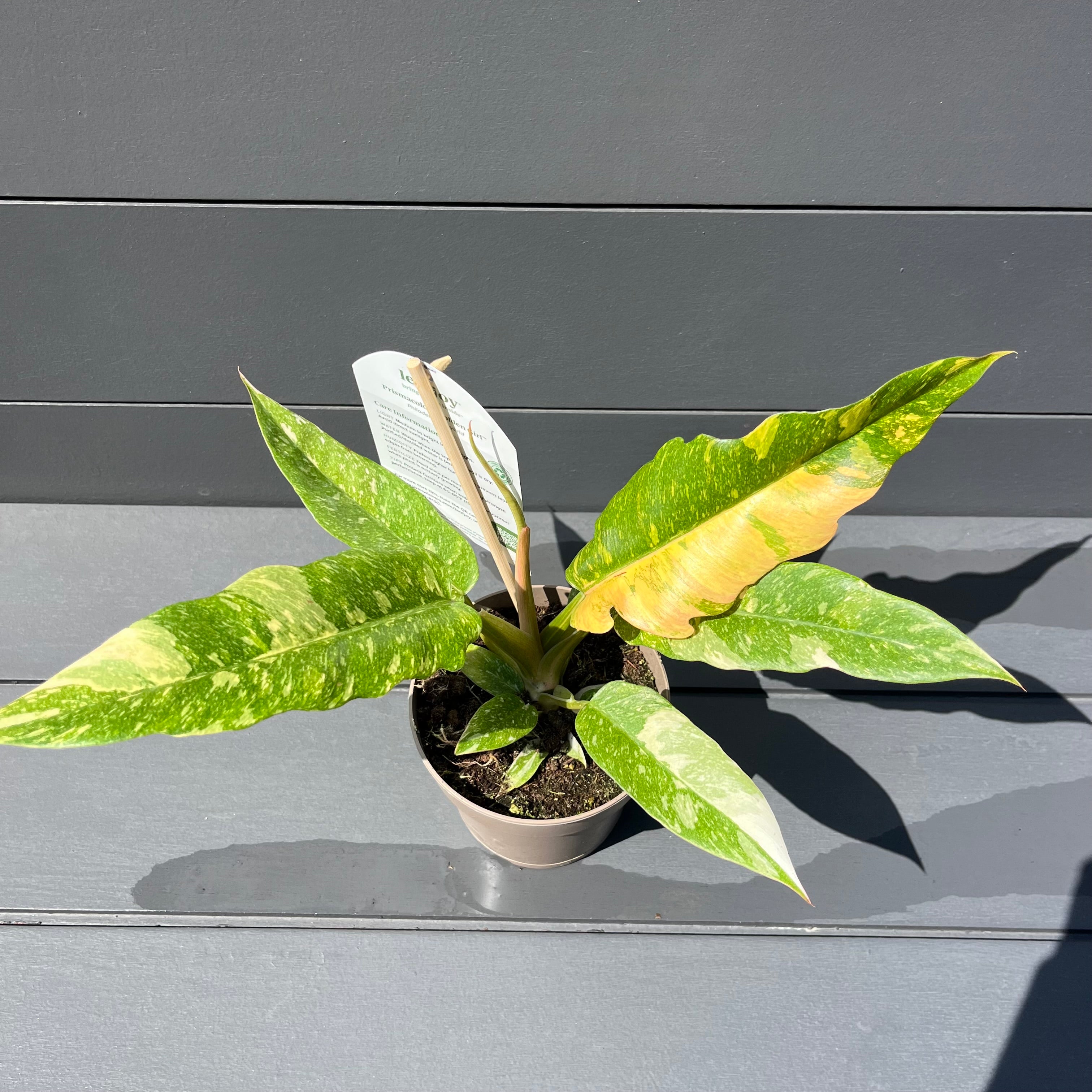 ring of fire plant philodendron Ring of Fire Philodendron – Lichtenfelt's