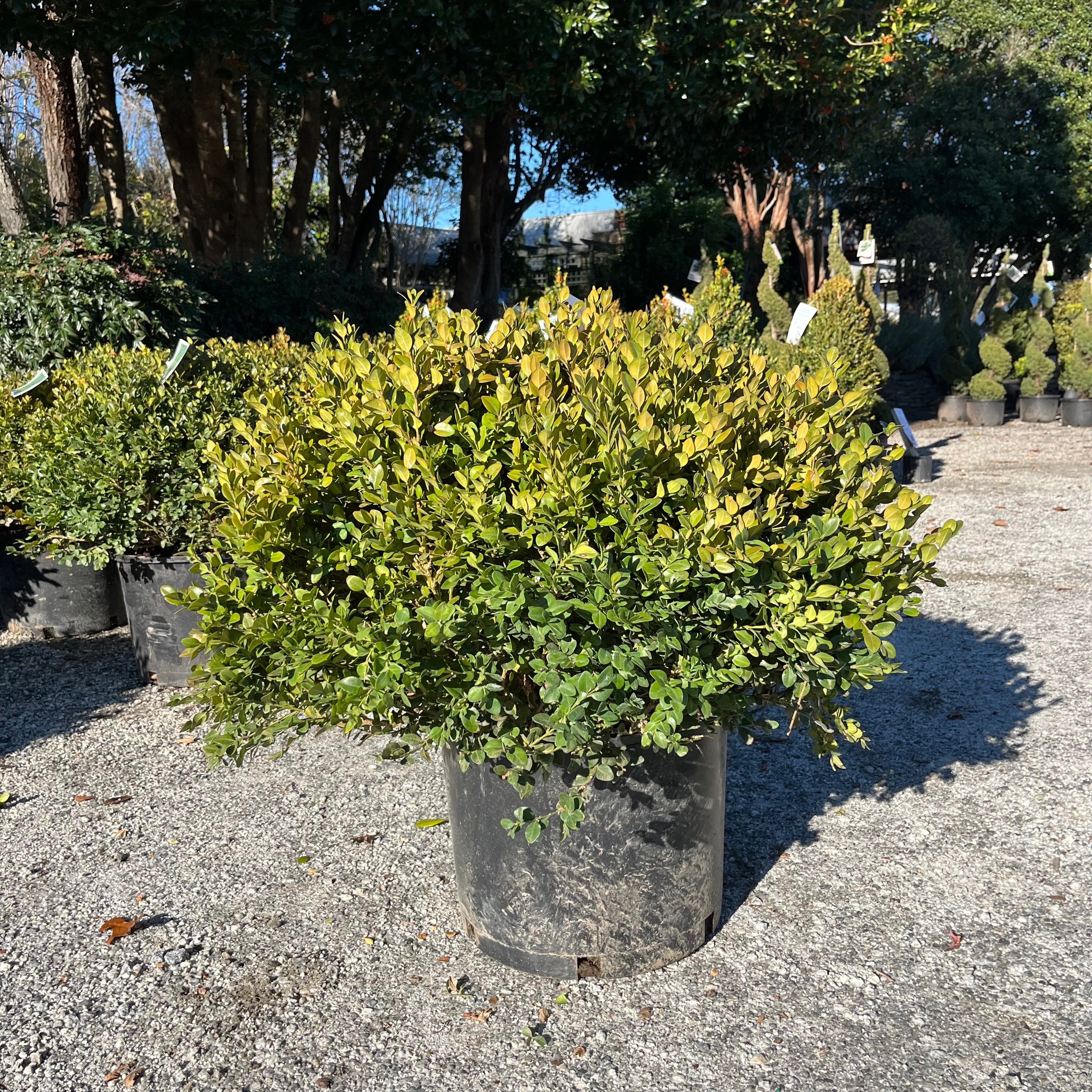 philodendron gordo Gordo Boxwood – Lichtenfelt's
