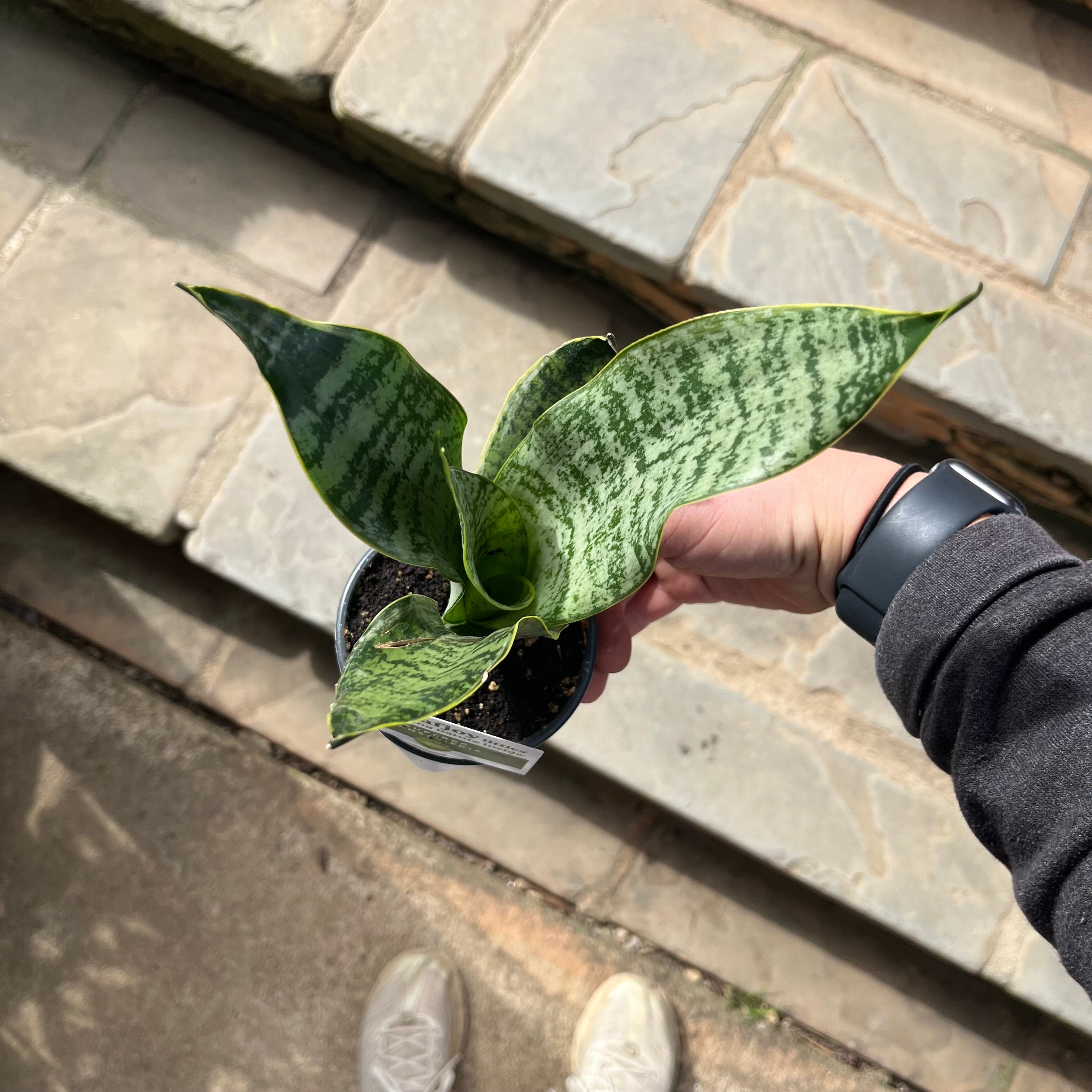Sansevieria Superba