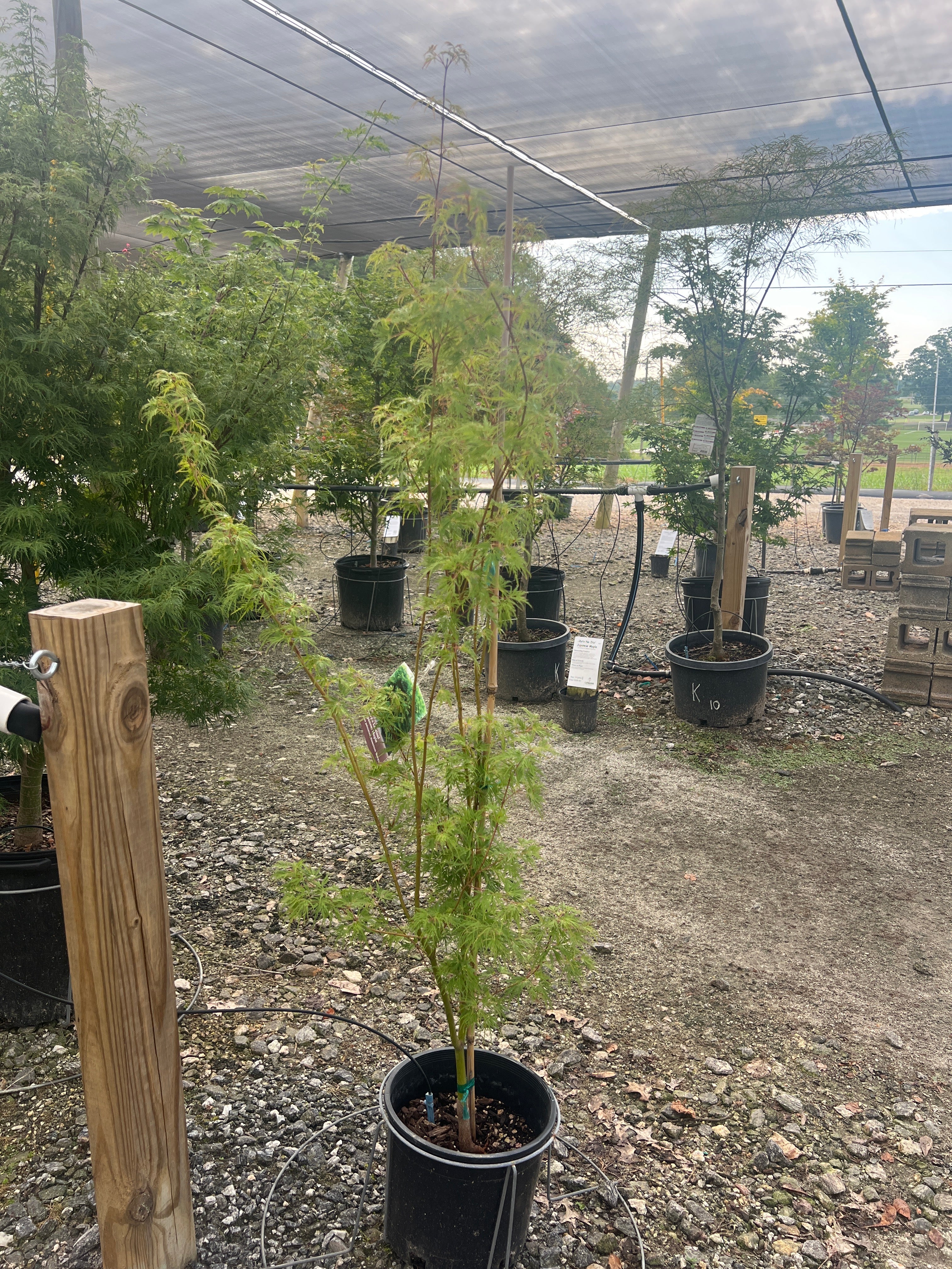 Seiryu Japanese Maple