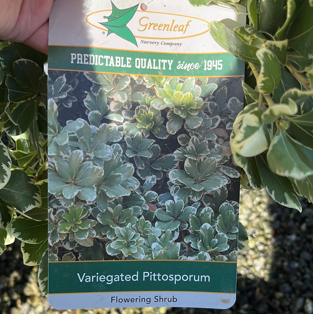 Variegated Pittosporum 5 Gal
