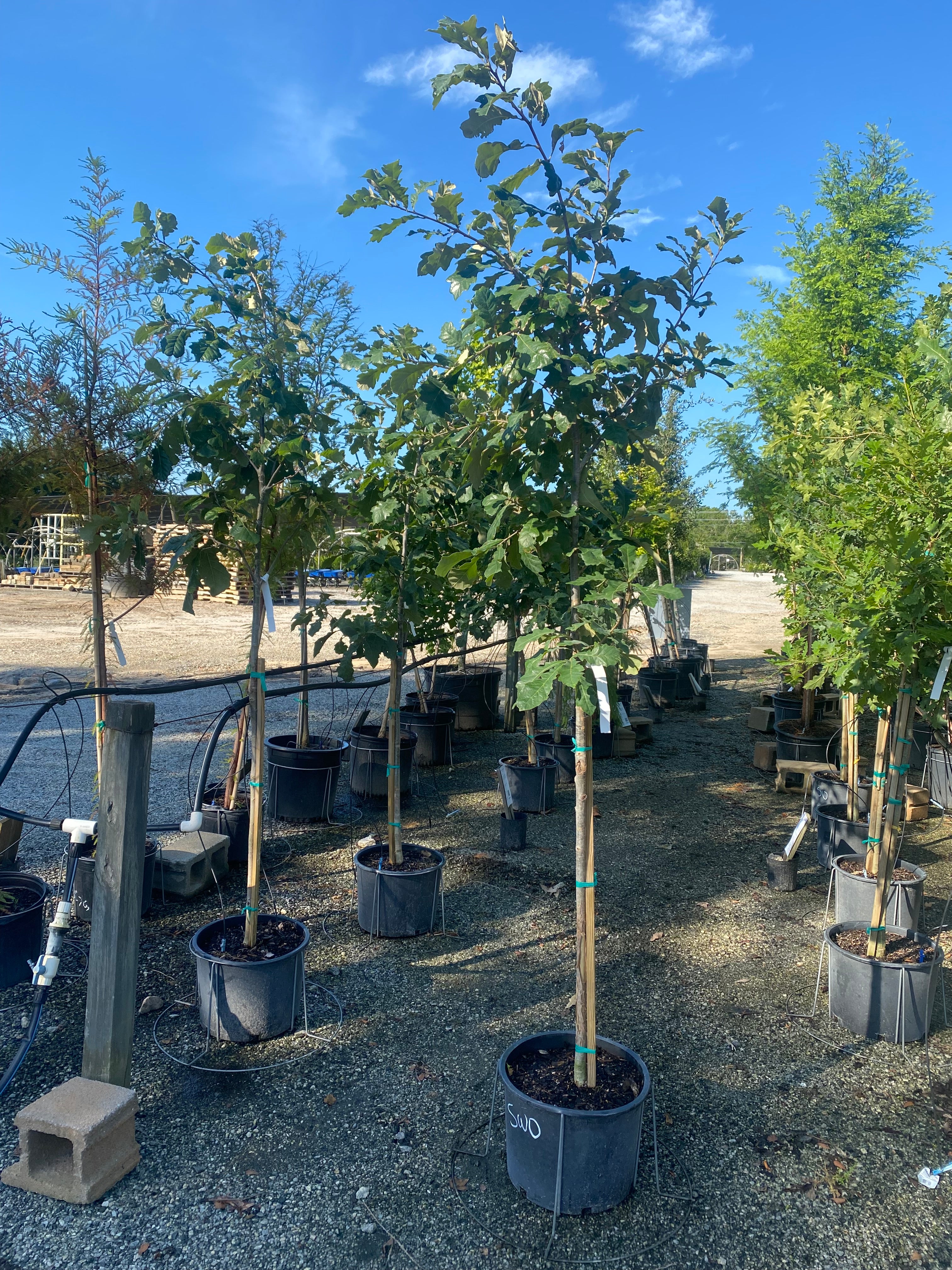 Swamp White Oak