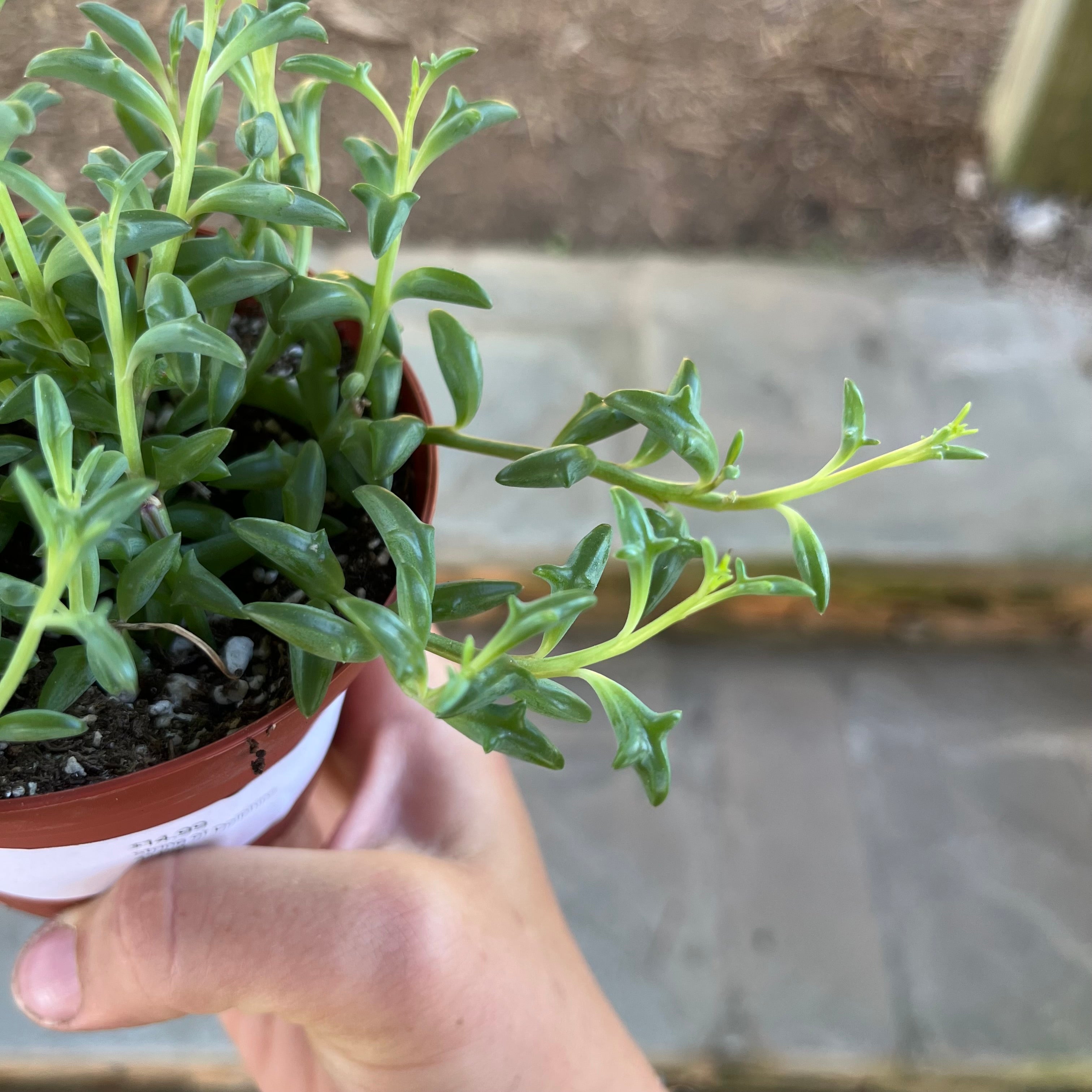 String of Dolphins