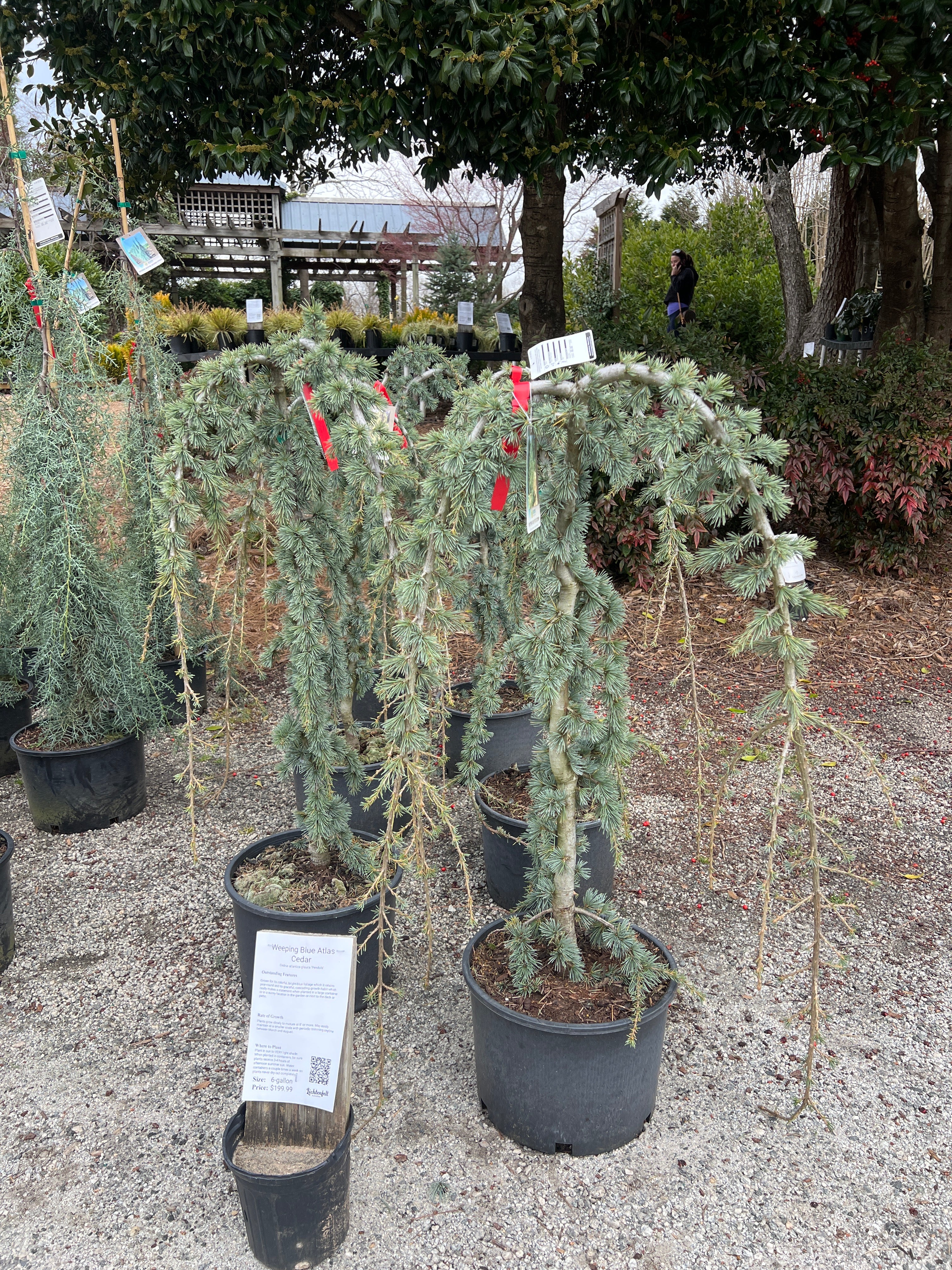 blue atlas cedar fish hook Weeping Blue Atlas Cedar – Lichtenfelt's