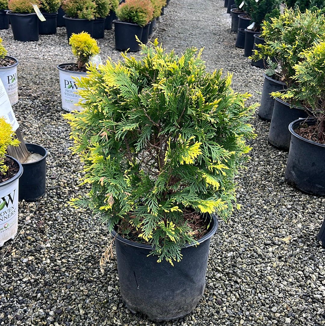 Sunkist Arborvitae 3 Gal