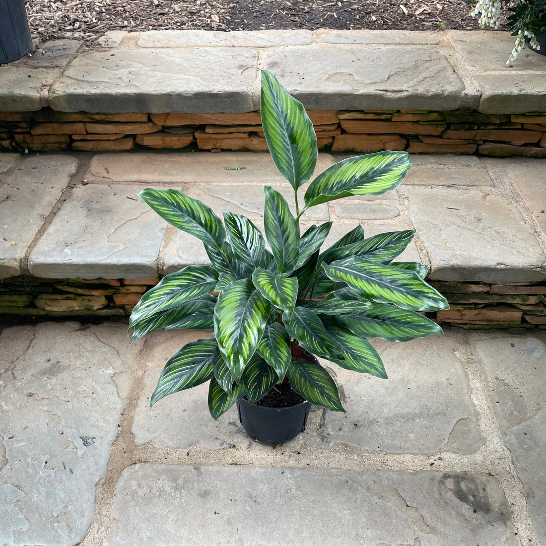 Beauty Star Calathea