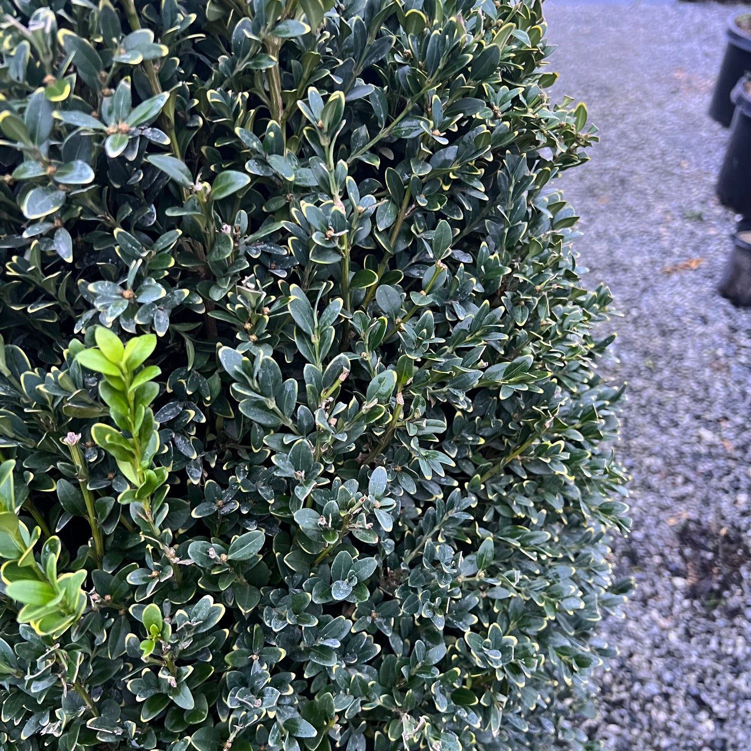 Green Mountain Boxwood