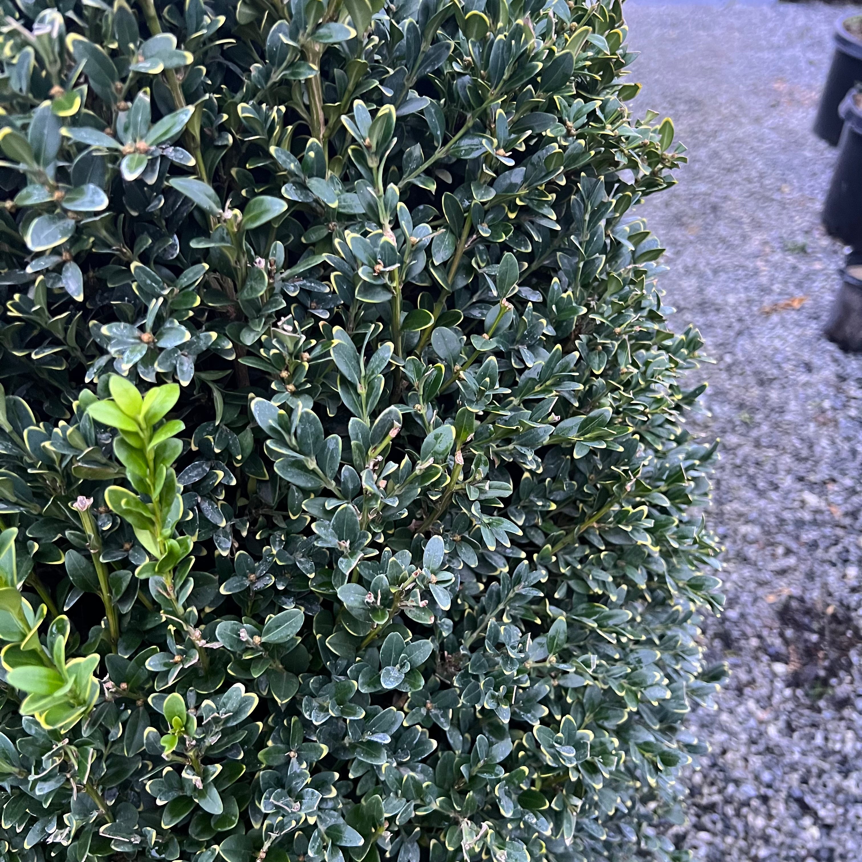 Green Mountain Boxwood