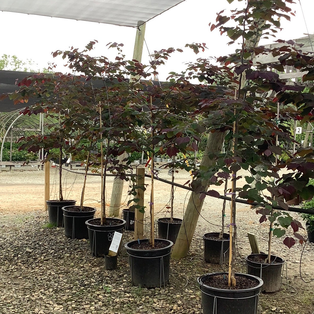 Black Pearl Redbud