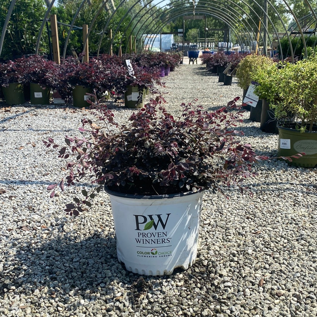 Jazz Hands Mini Loropetalum 3 Gal