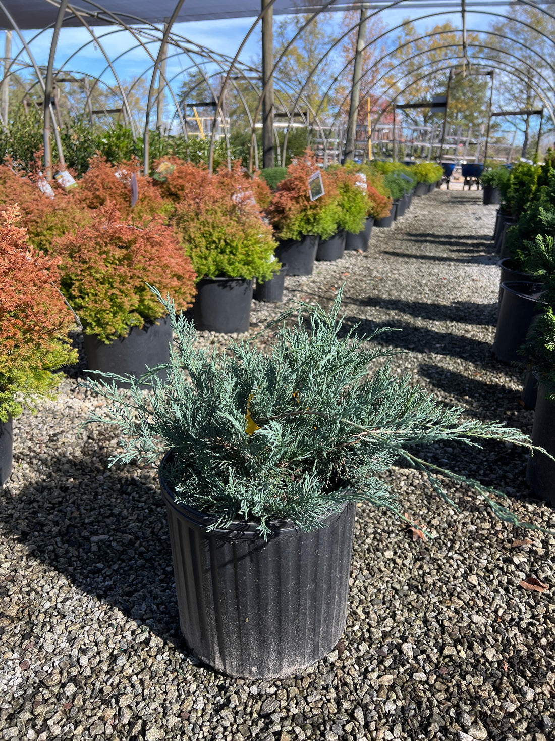 Grey Owl Juniper
