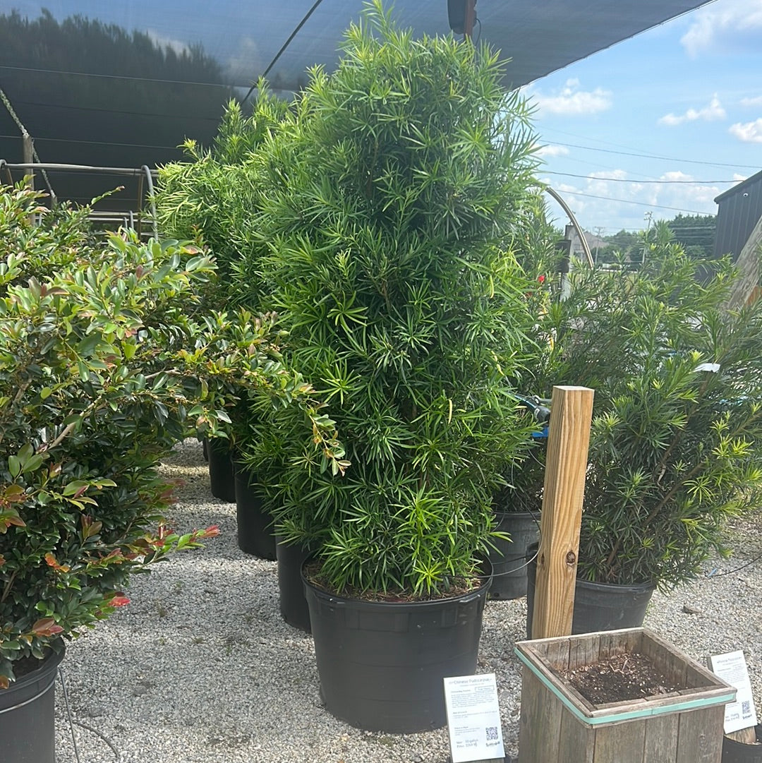 Podocarpus ‘Maki’