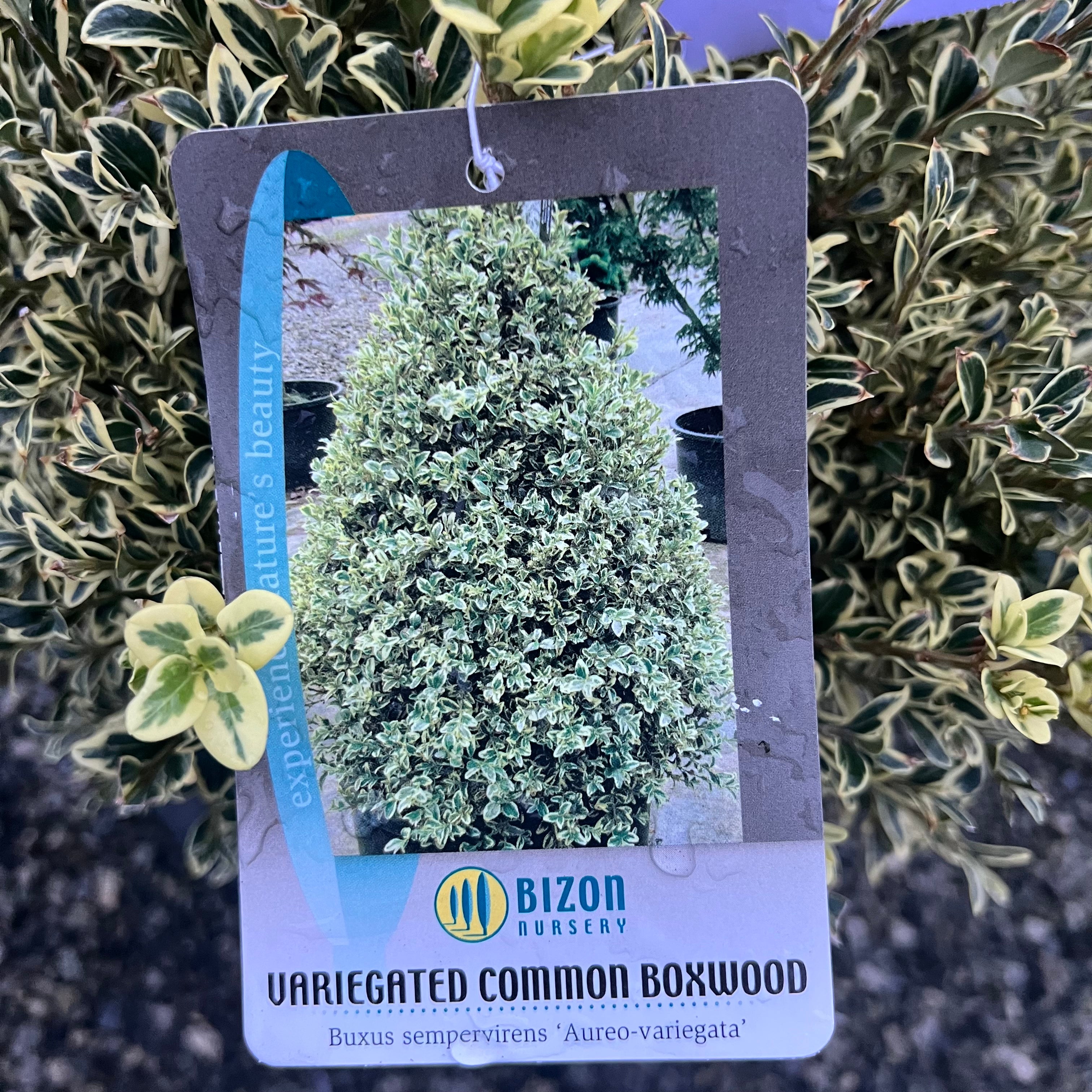 Variegated Boxwood