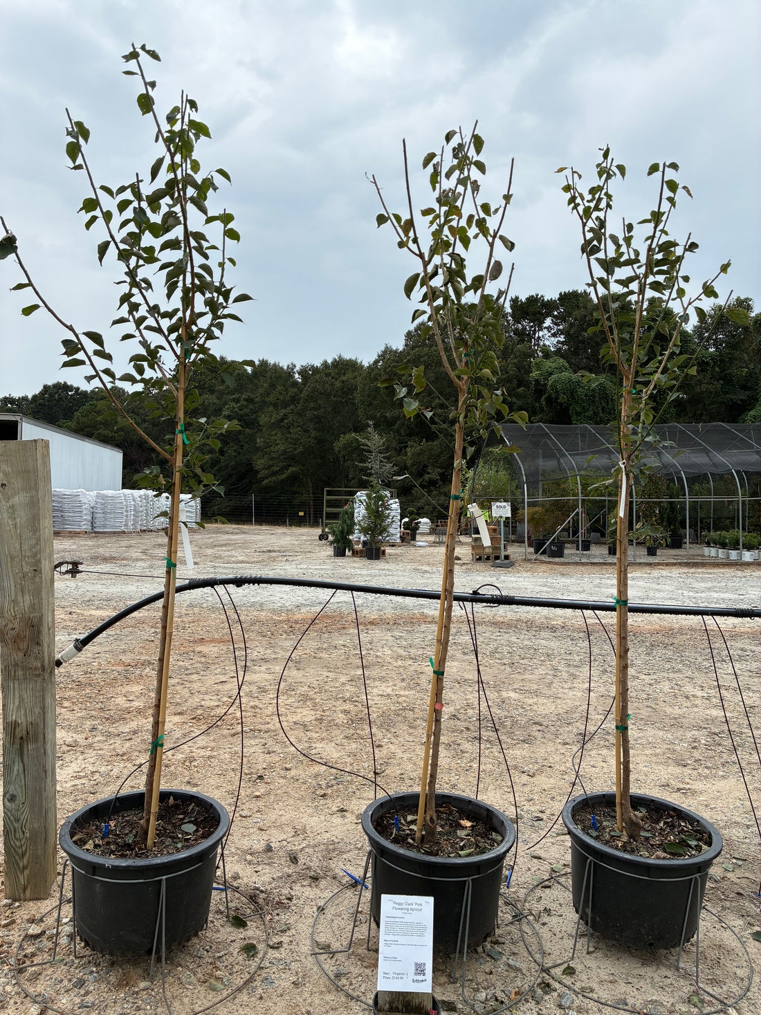 Peggy Clarke Apricot