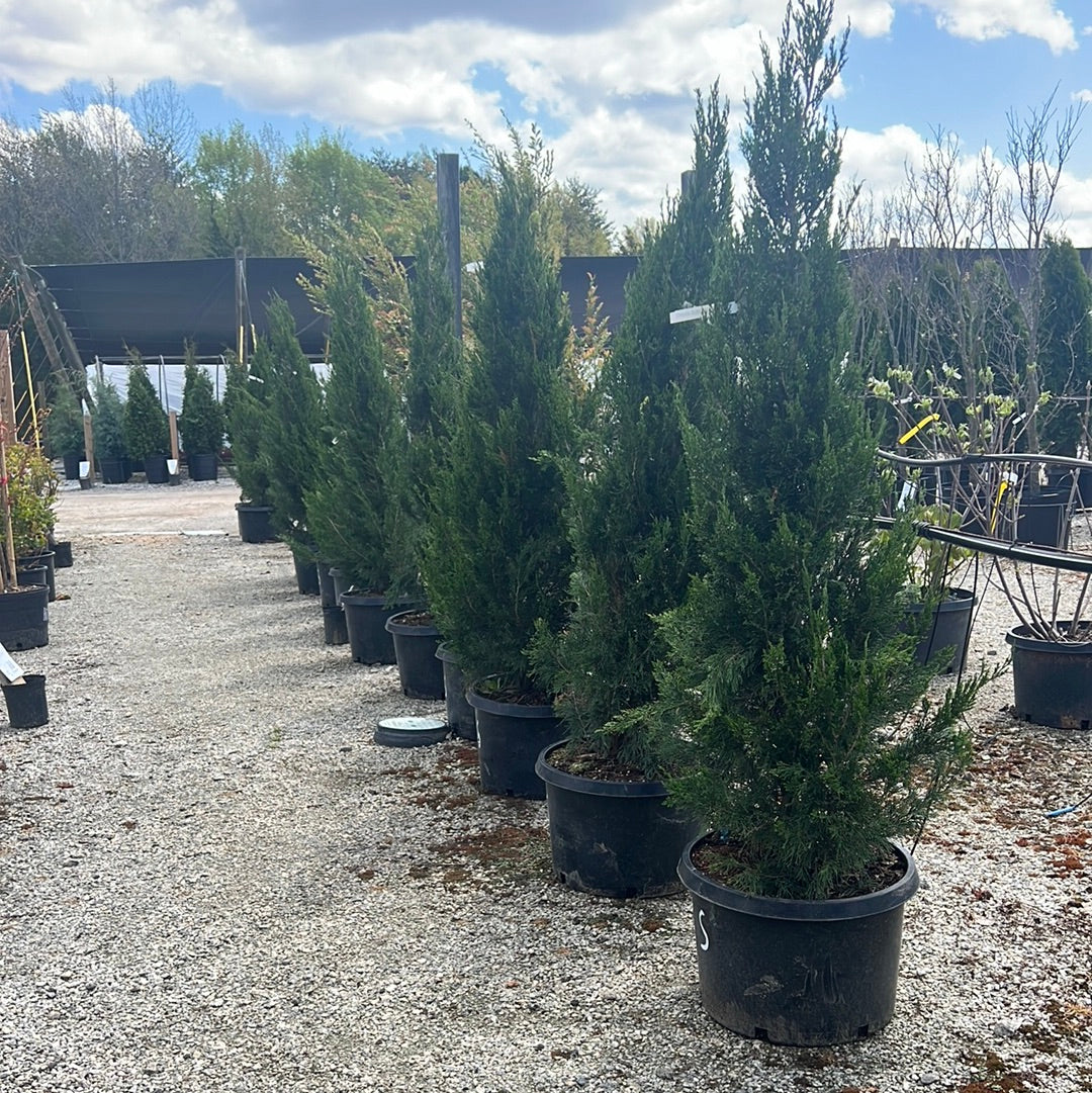 Spartan Juniper