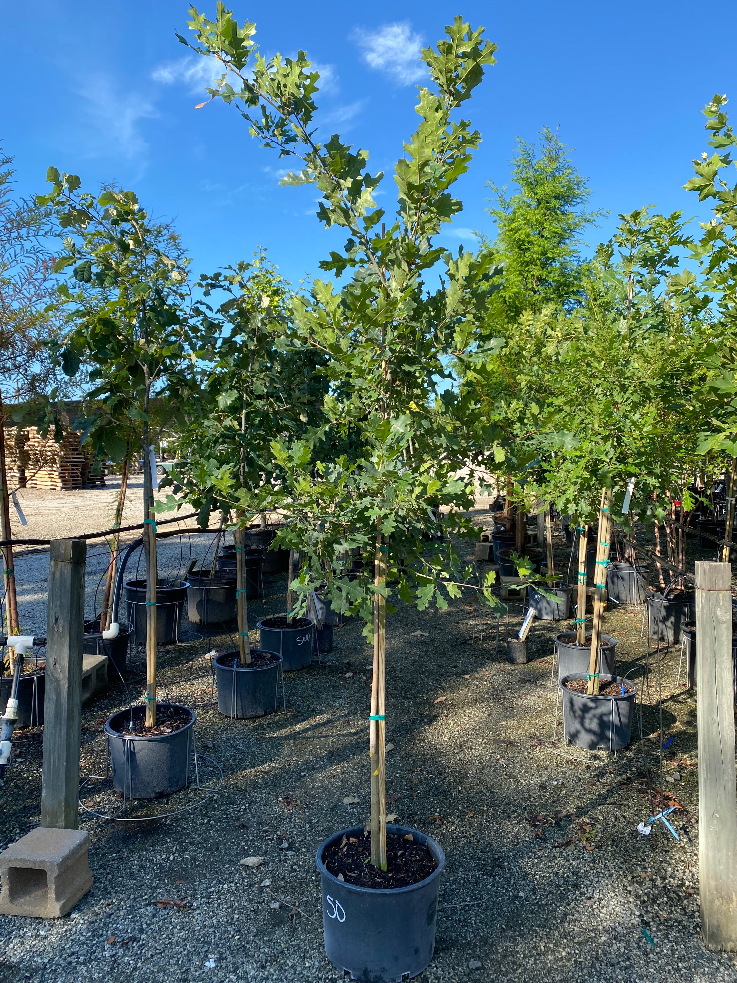 Shumard Oak