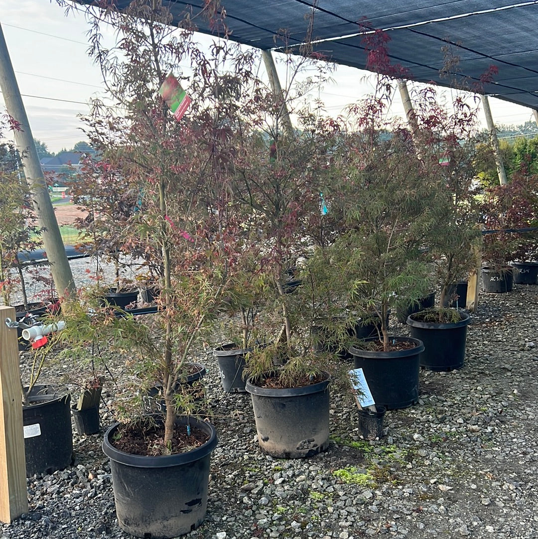 Ribbonleaf Japanese Maple 15 Gal
