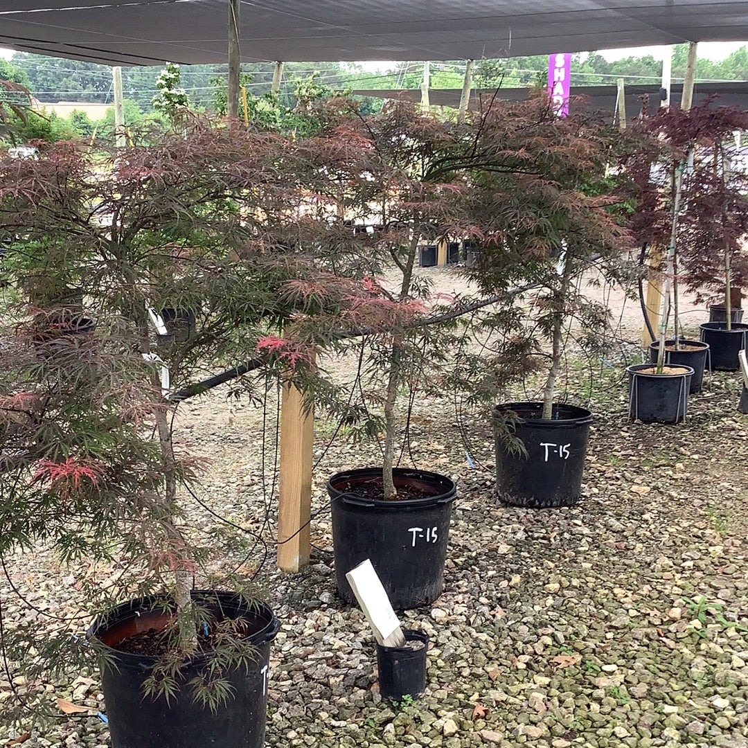 Tamukeyama Japanese Maple