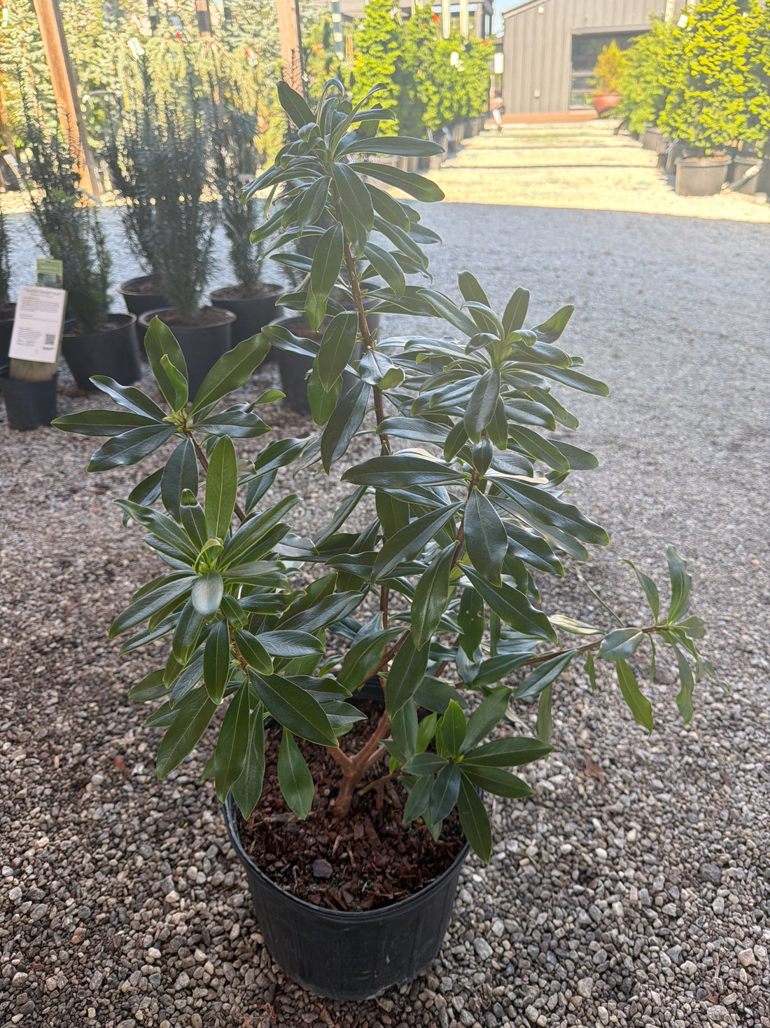 Zuiko Nishiki Winter Daphne