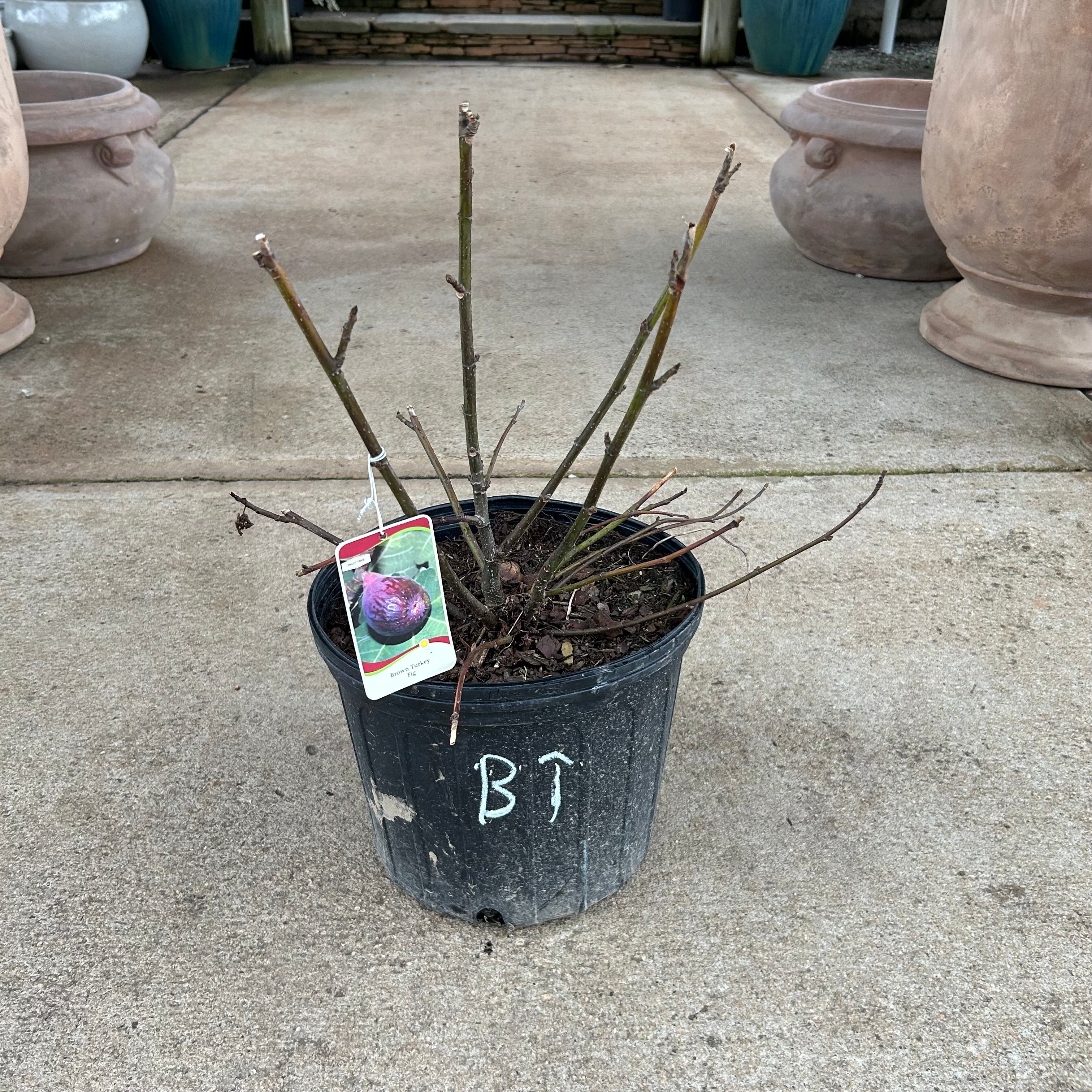 Brown Turkey Fig 3 Gal