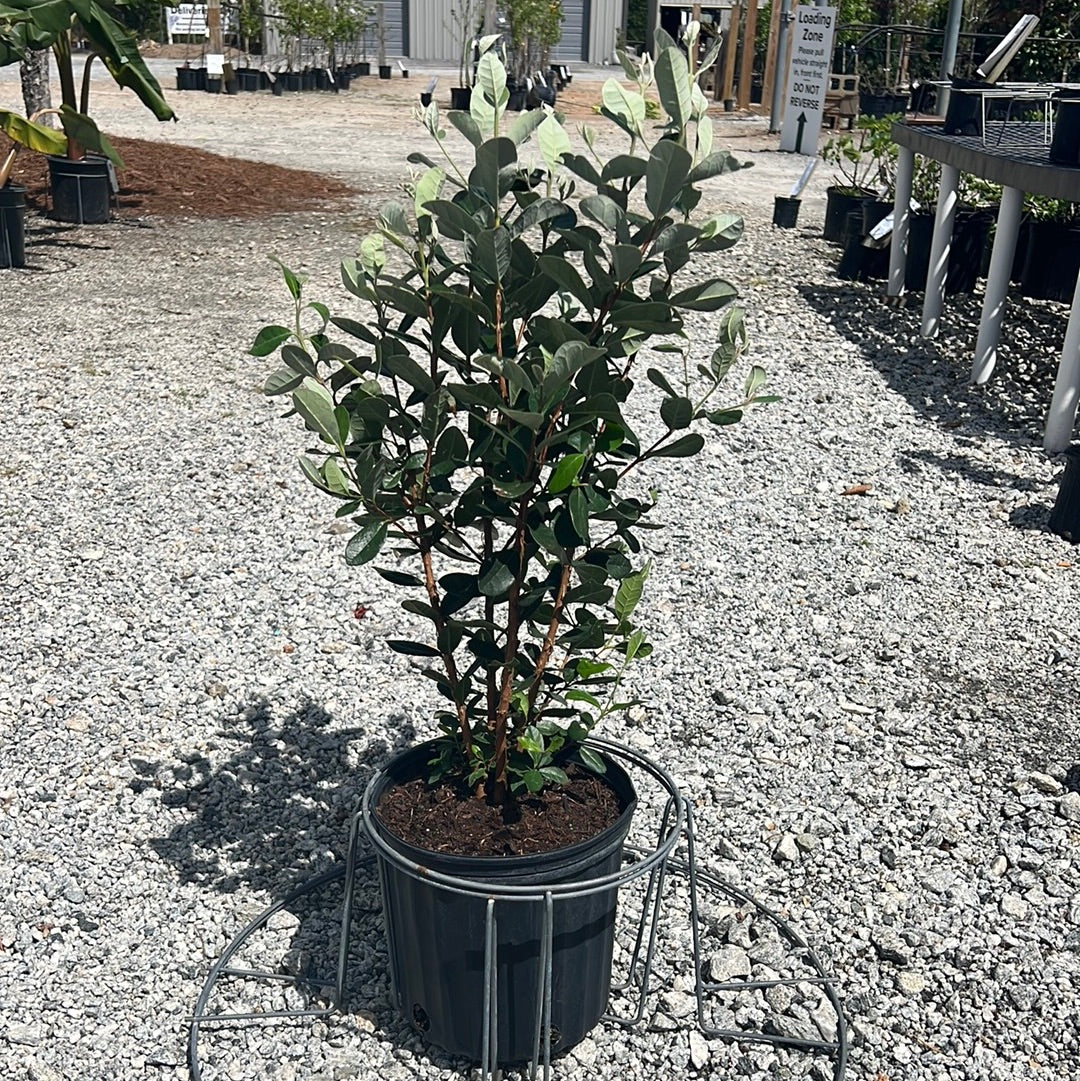 pineapple guava plants Pineapple Guava – Lichtenfelt's