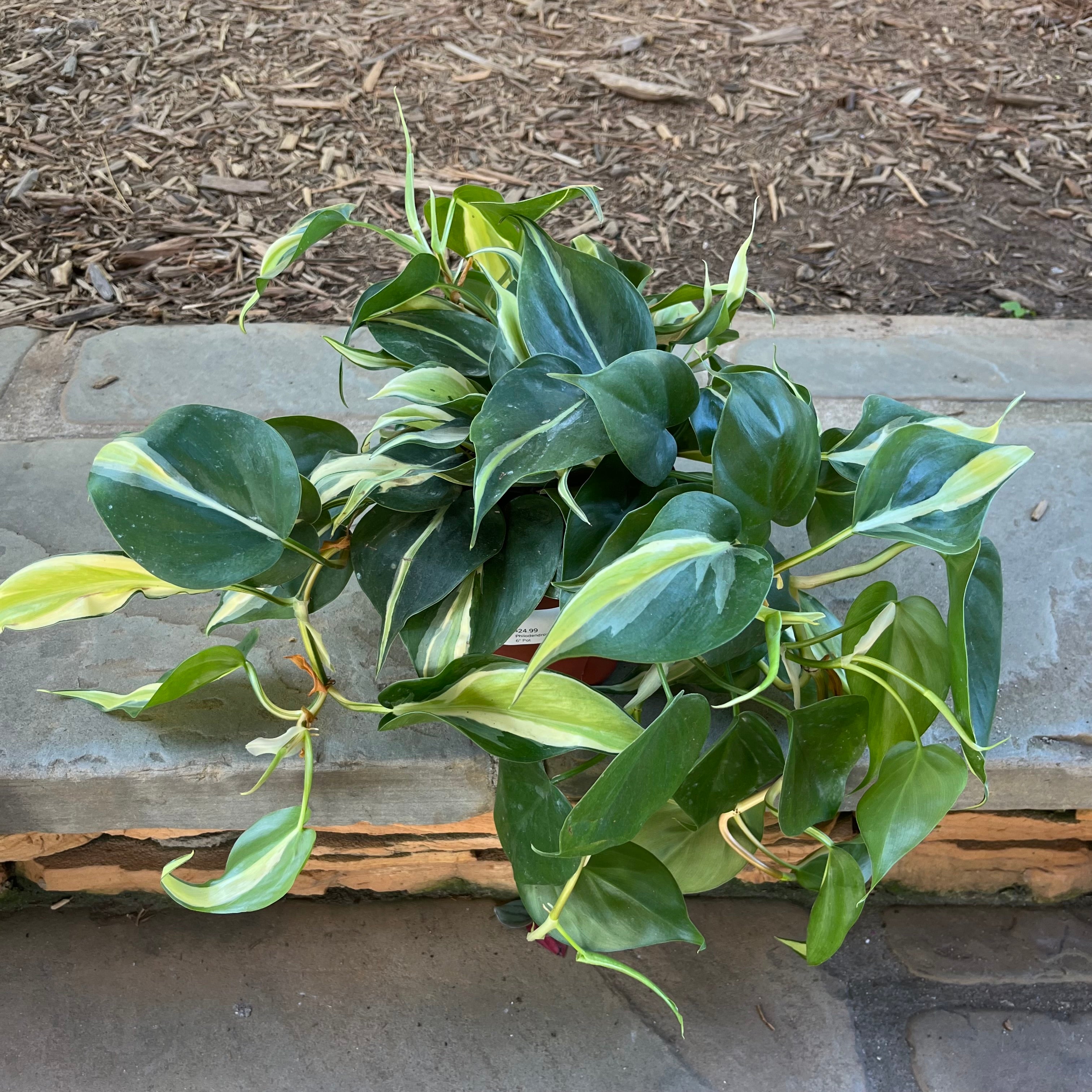 philodendron filodendro Philodendron Rio – Lichtenfelt's