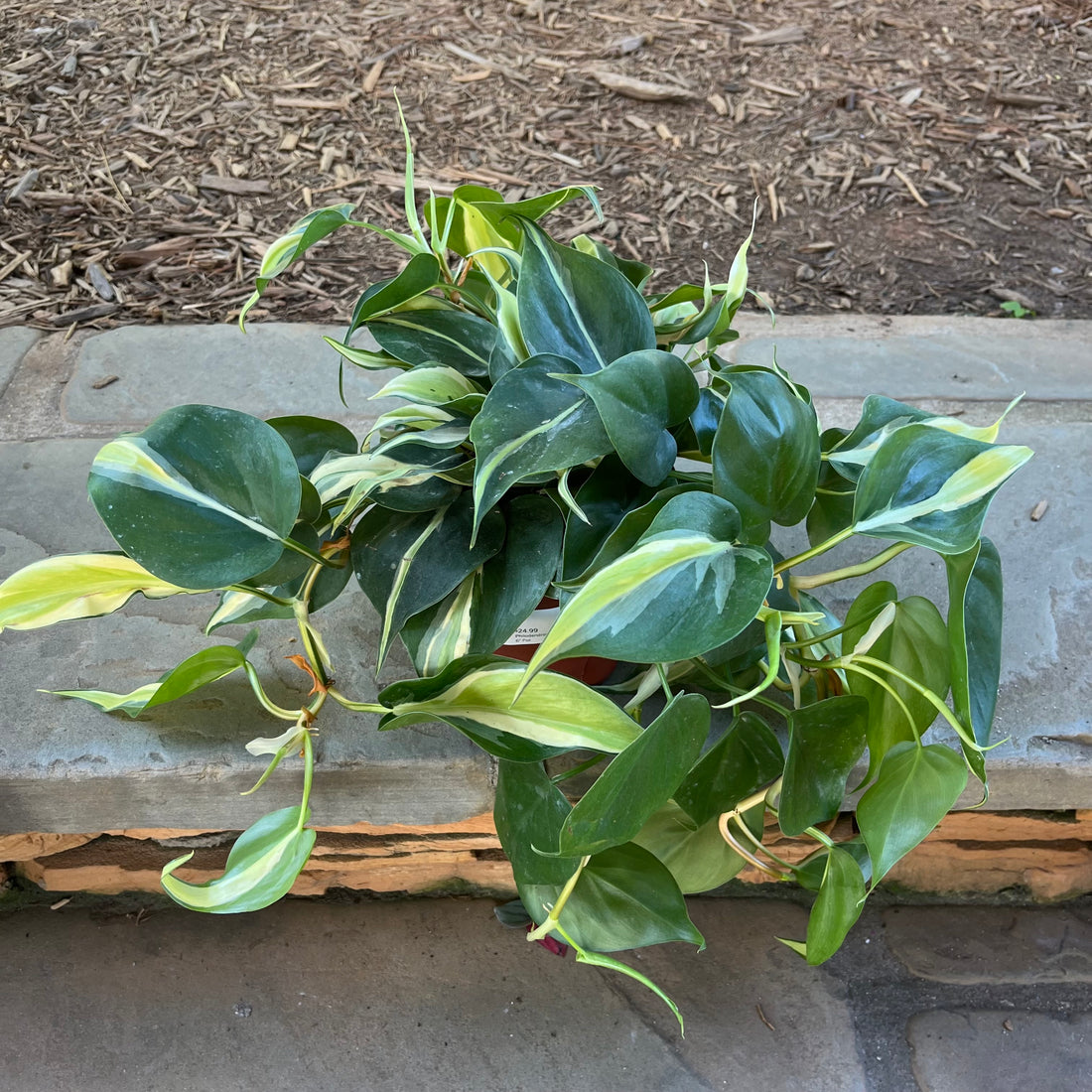 Philodendron Rio