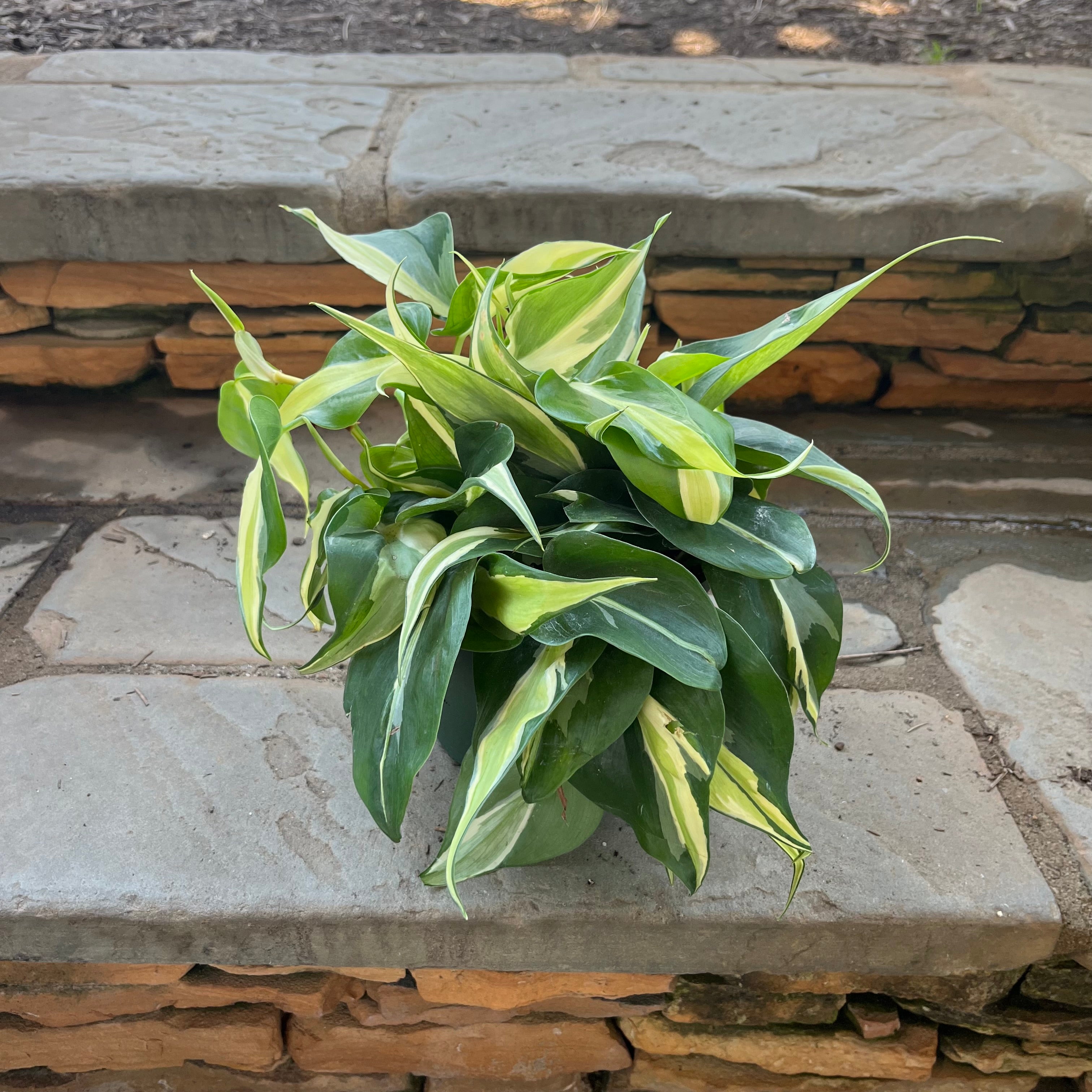 Silver Stripe Philodendron