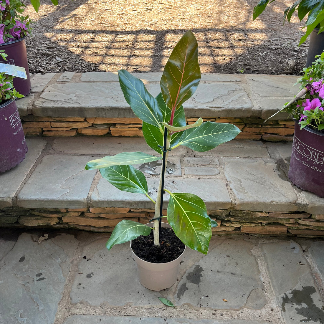 Happiness Ficus