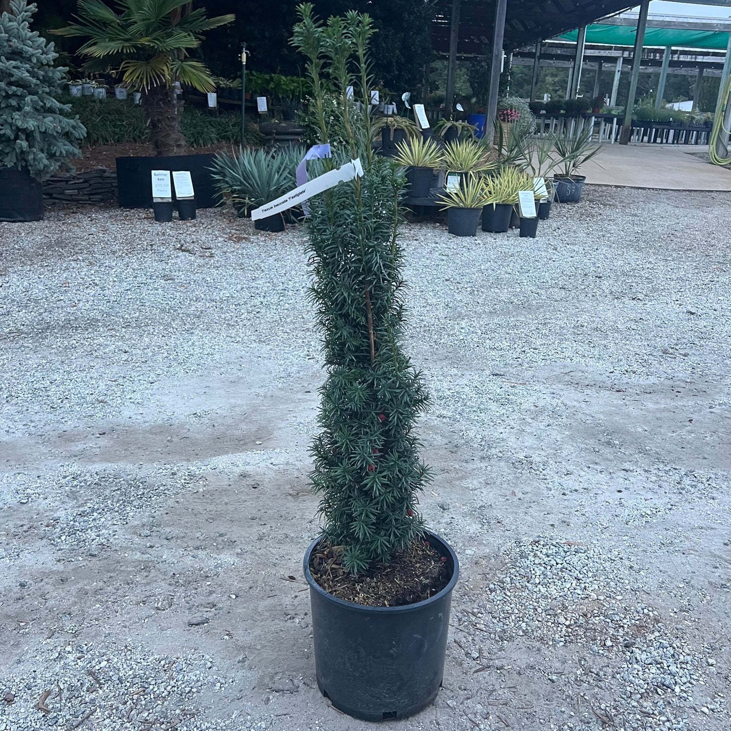 Columnar Irish Yew