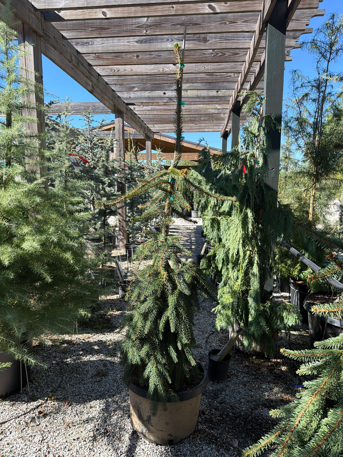 Weeping Norway Spruce