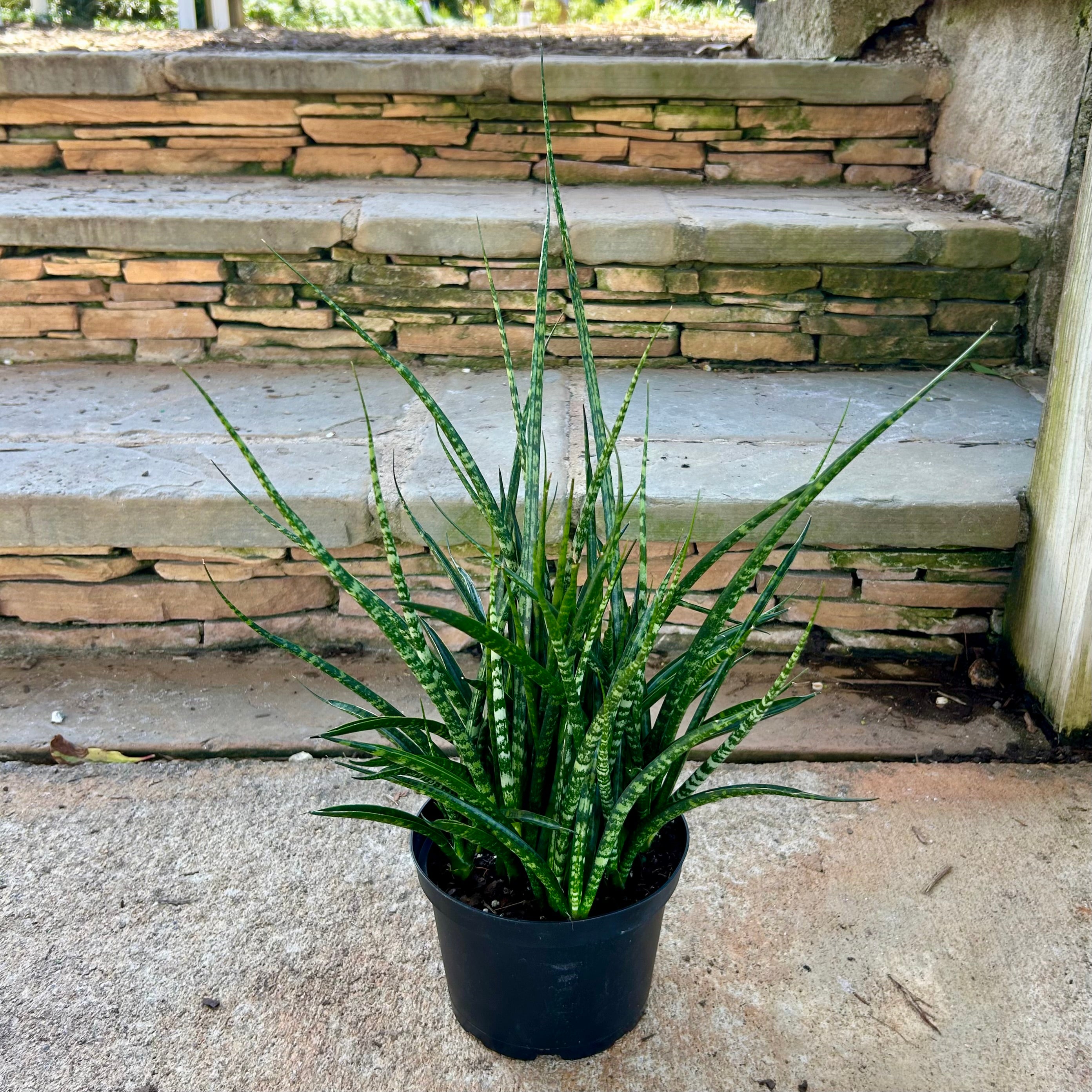sansevieria fernwood light Fernwood Sansevieria – Lichtenfelt's