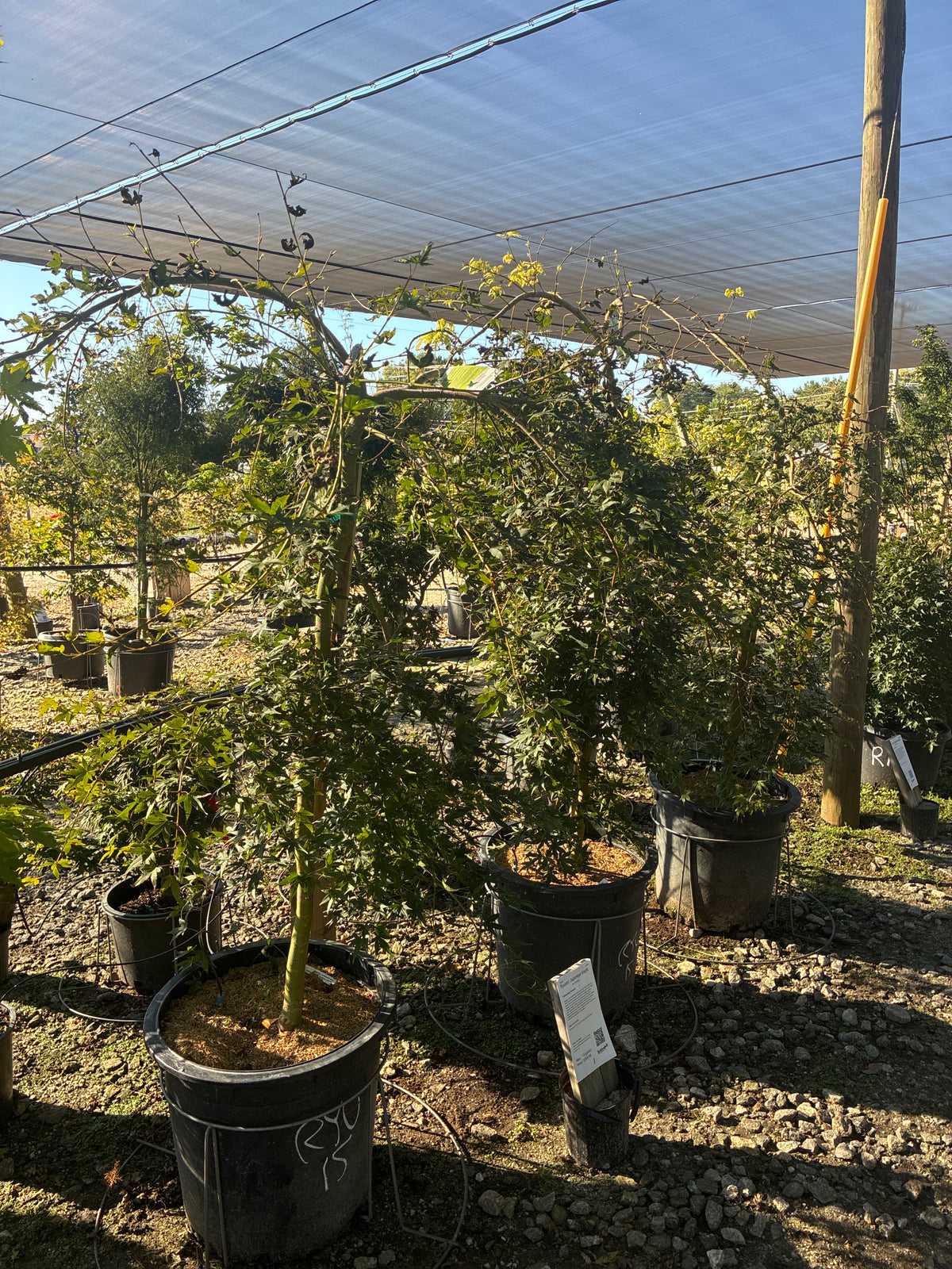 Ryusen Japanese Maple
