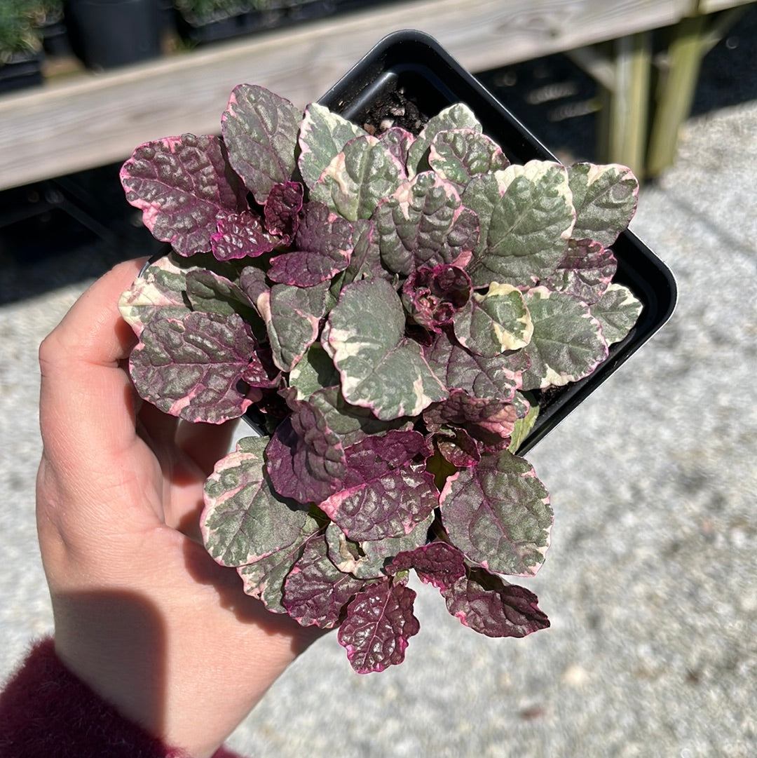 Burgundy Glow Ajuga 4" pot