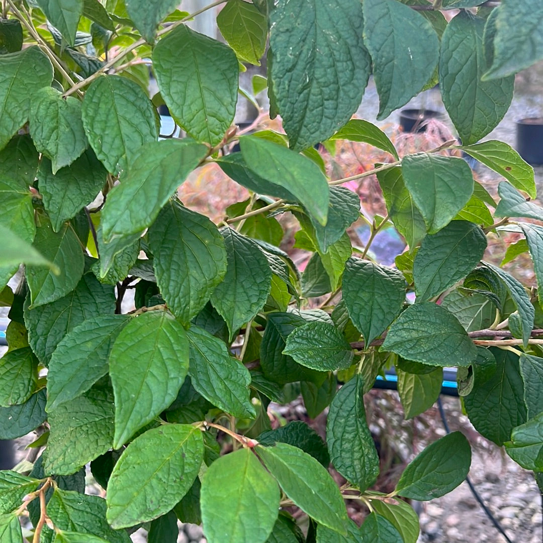 Japanese Stewartia