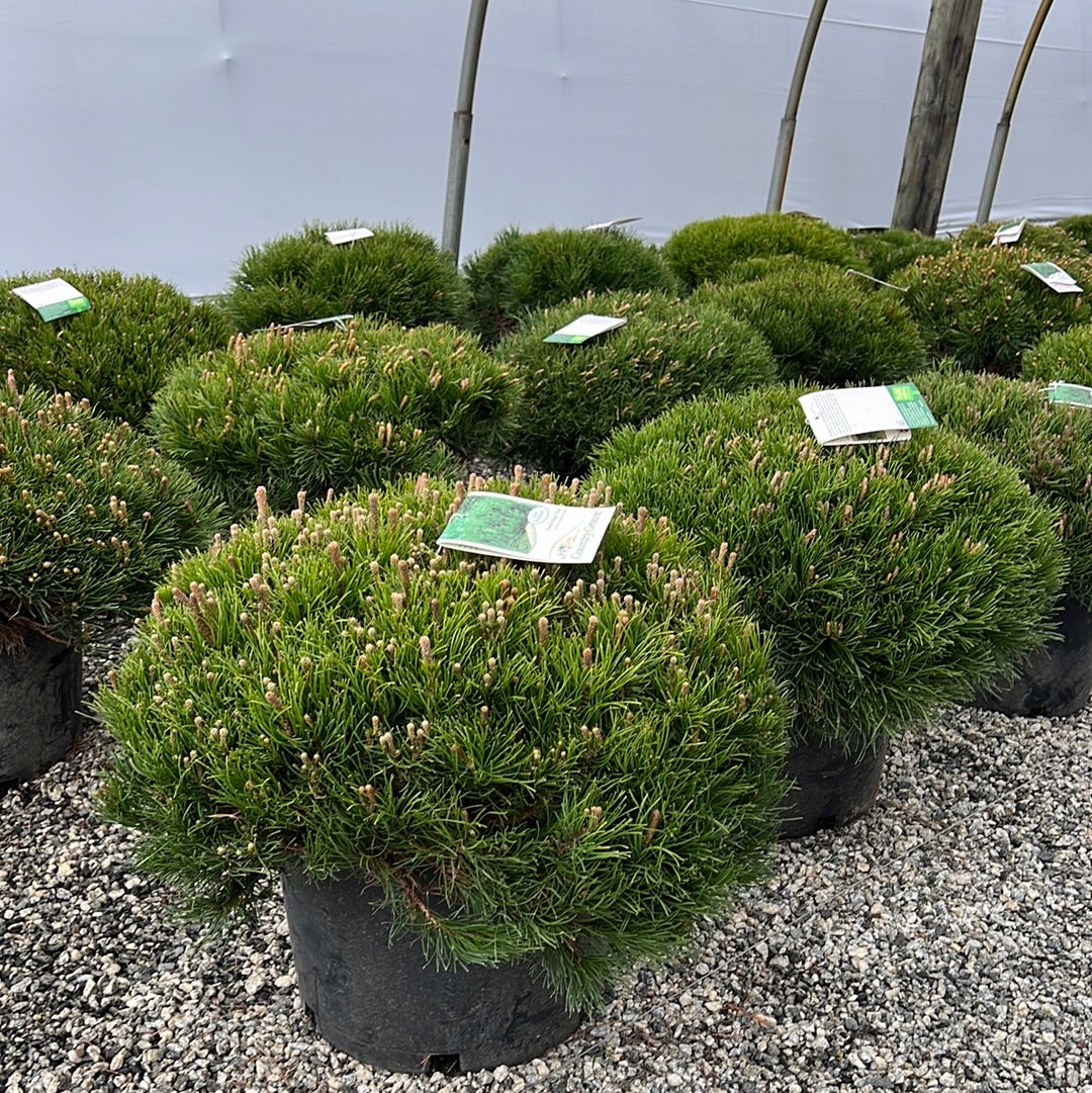 Mugo Pine
