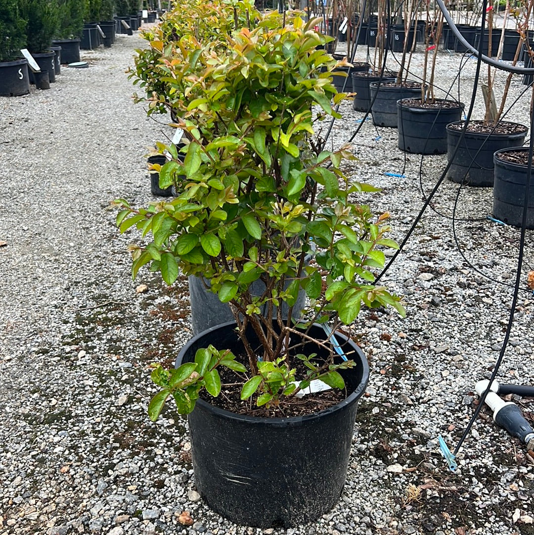 Catawba Crapemyrtle 7 Gal