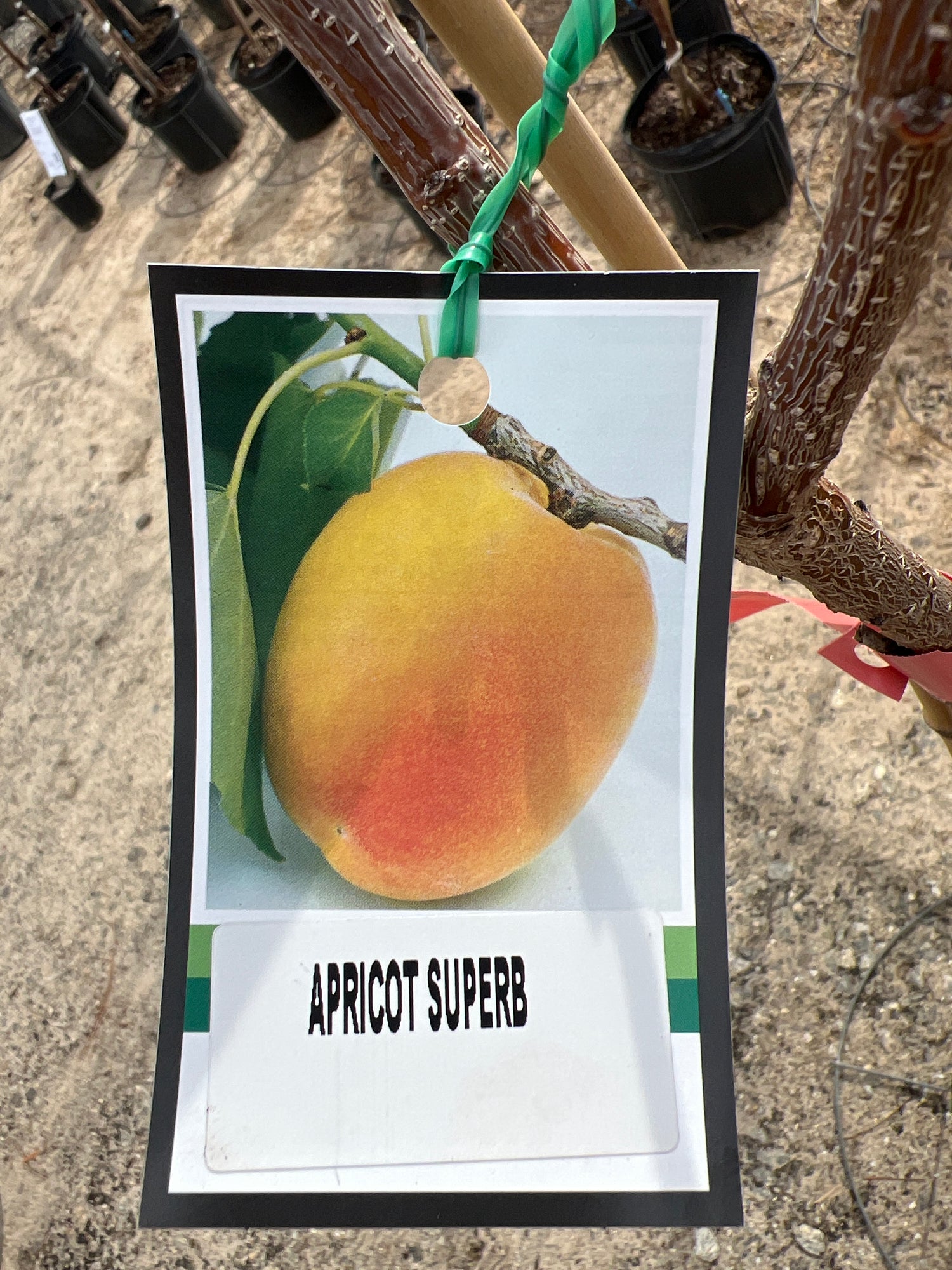 Superb Apricot