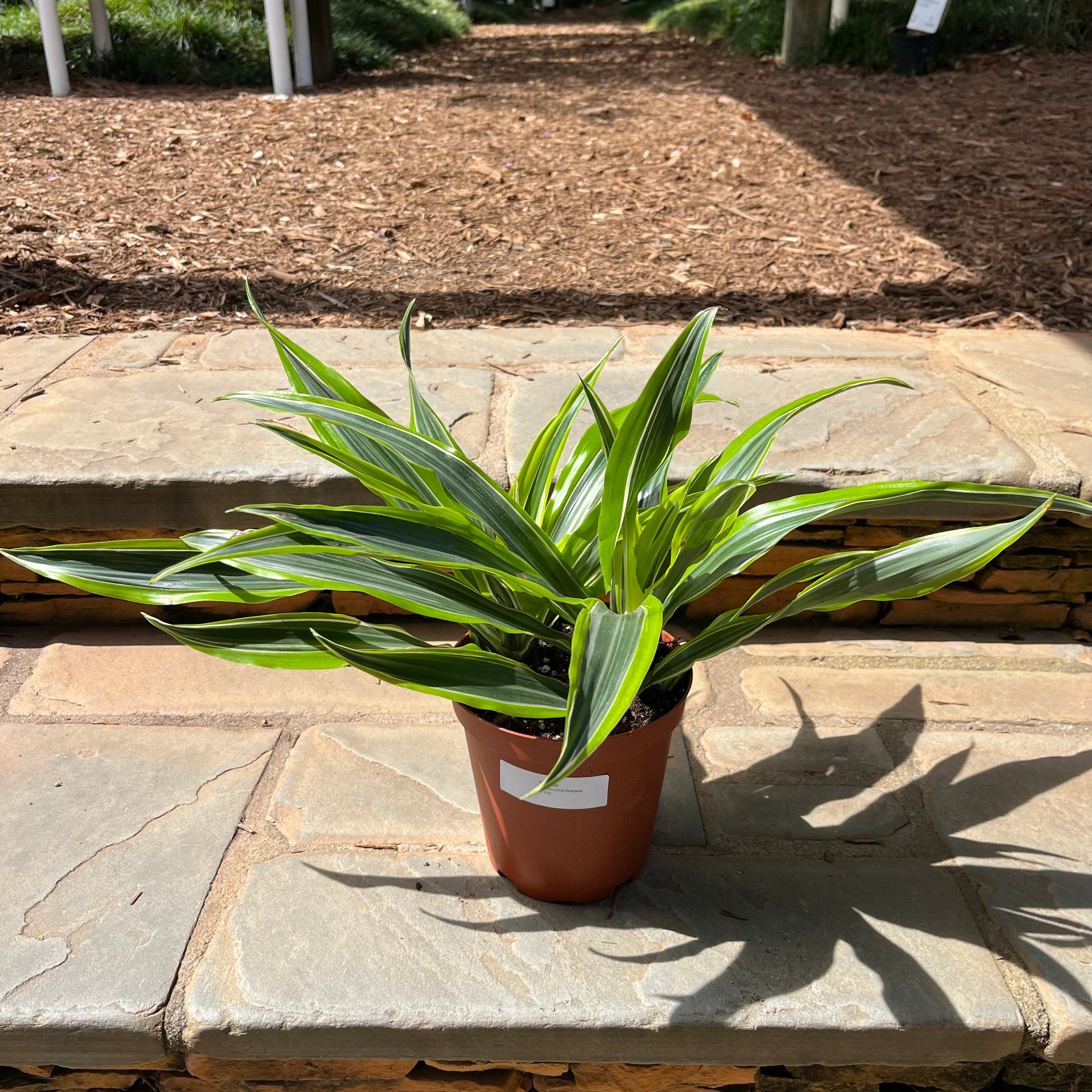 dracaena lemon lime dogs Lemon Lime Dracena – Lichtenfelt's