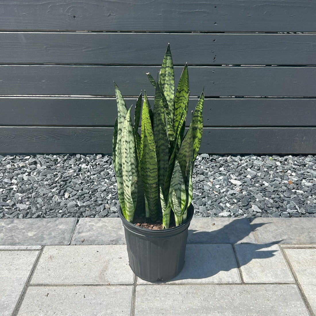 Black Coral Sansevieria