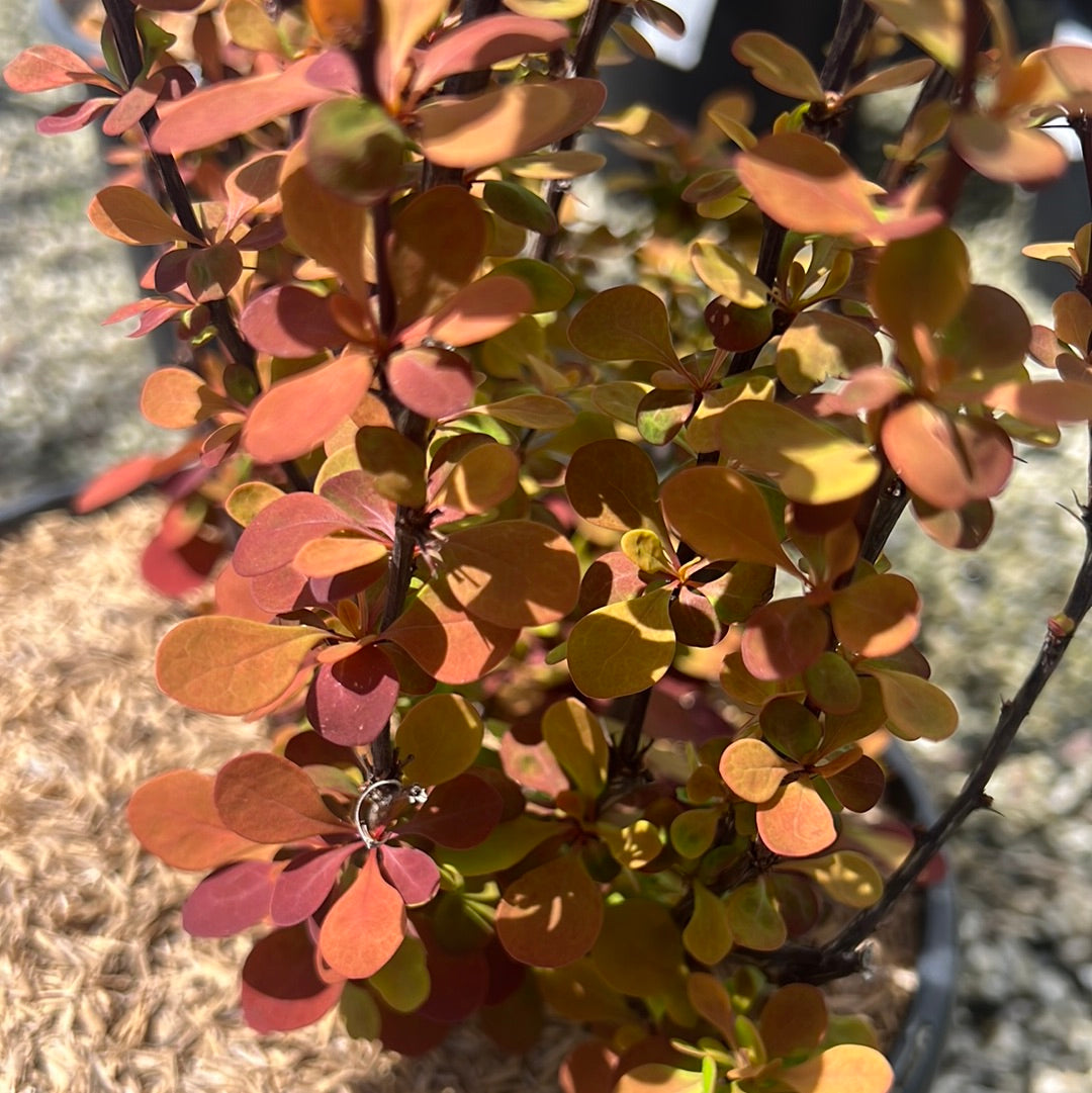 Orange Rocket Barberry 2&3 Gal