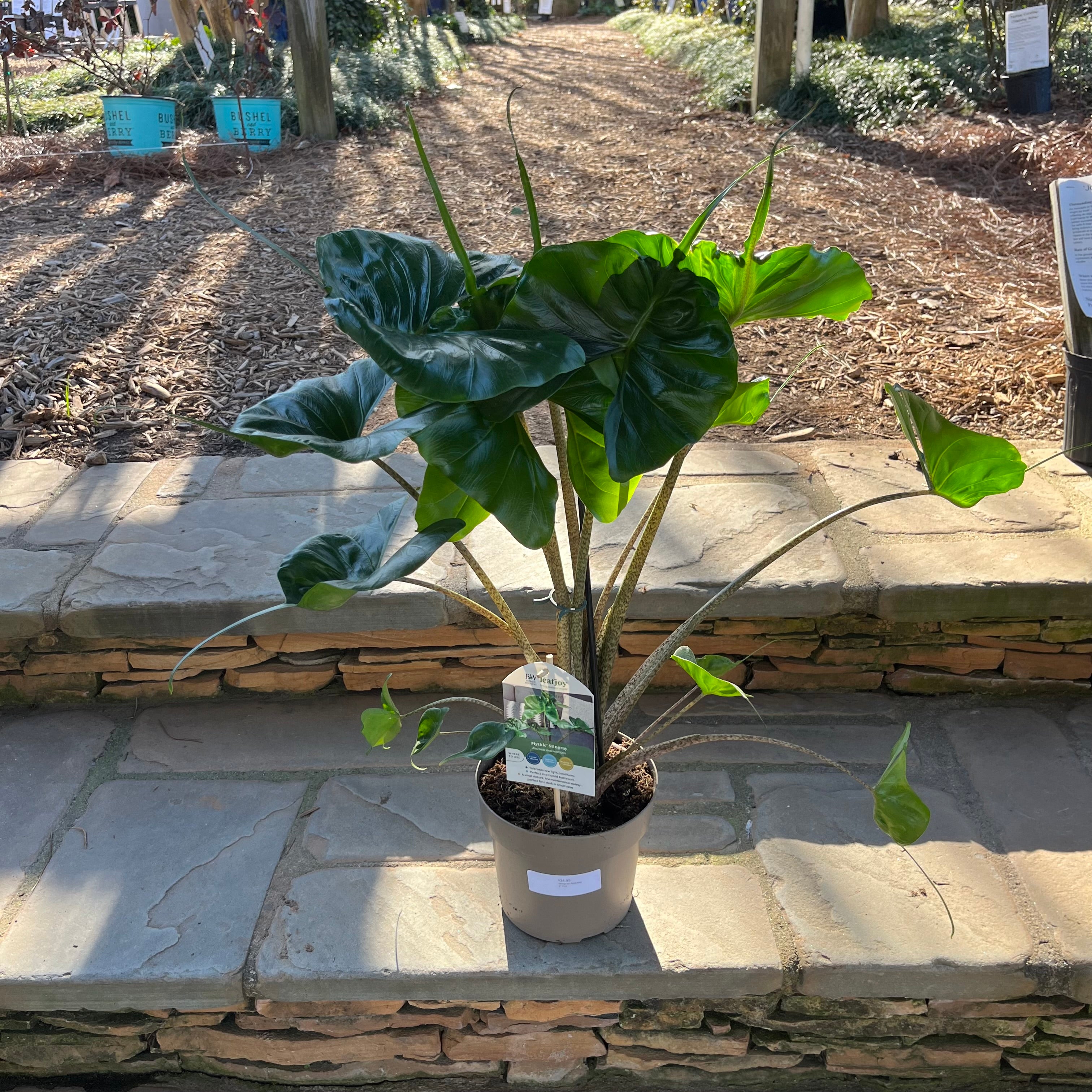 philodendron stingray Stingray Alocasia – Lichtenfelt's
