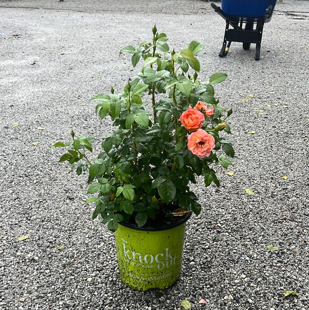 Orange Glow Knockout Rose
