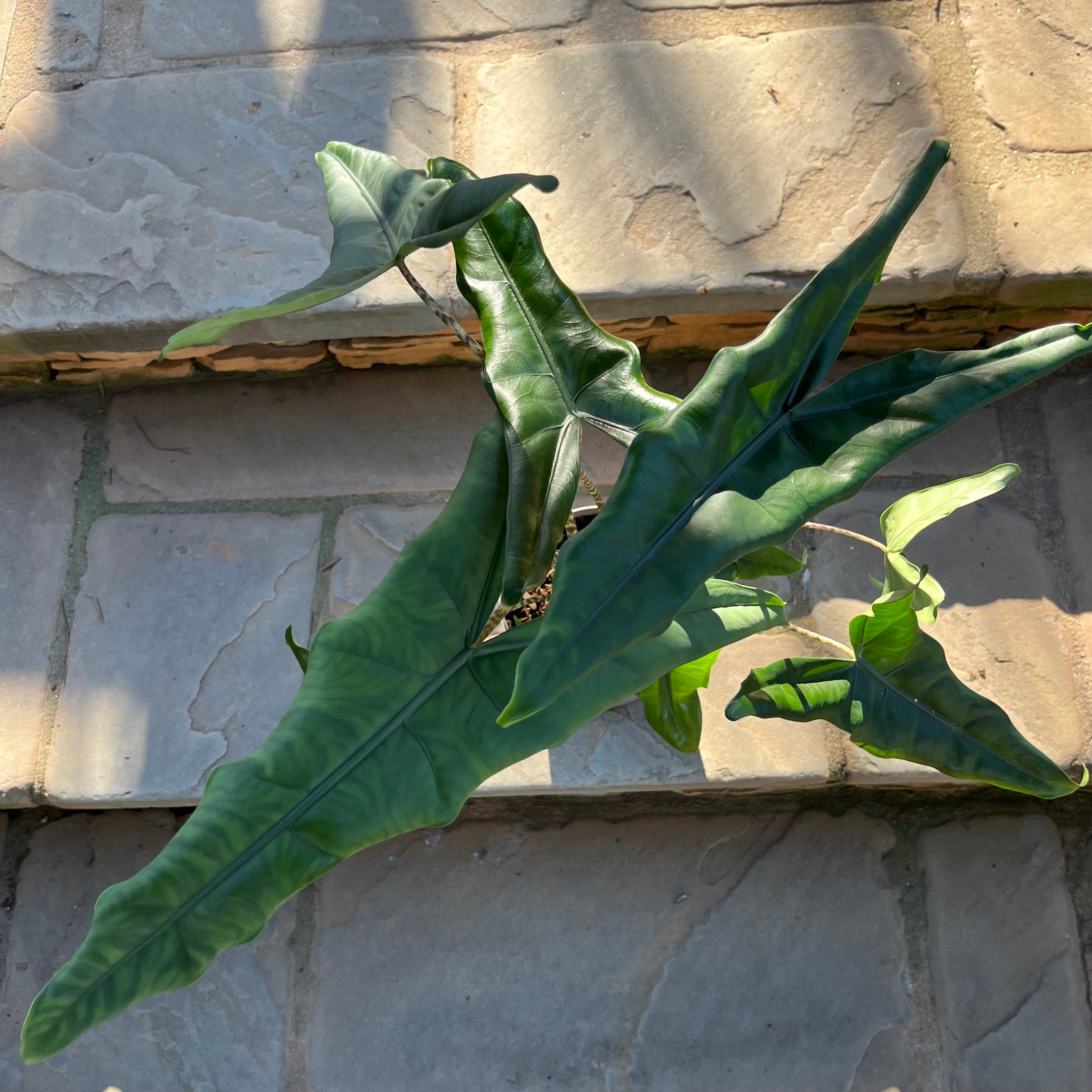 Jungle Cat Alocasia